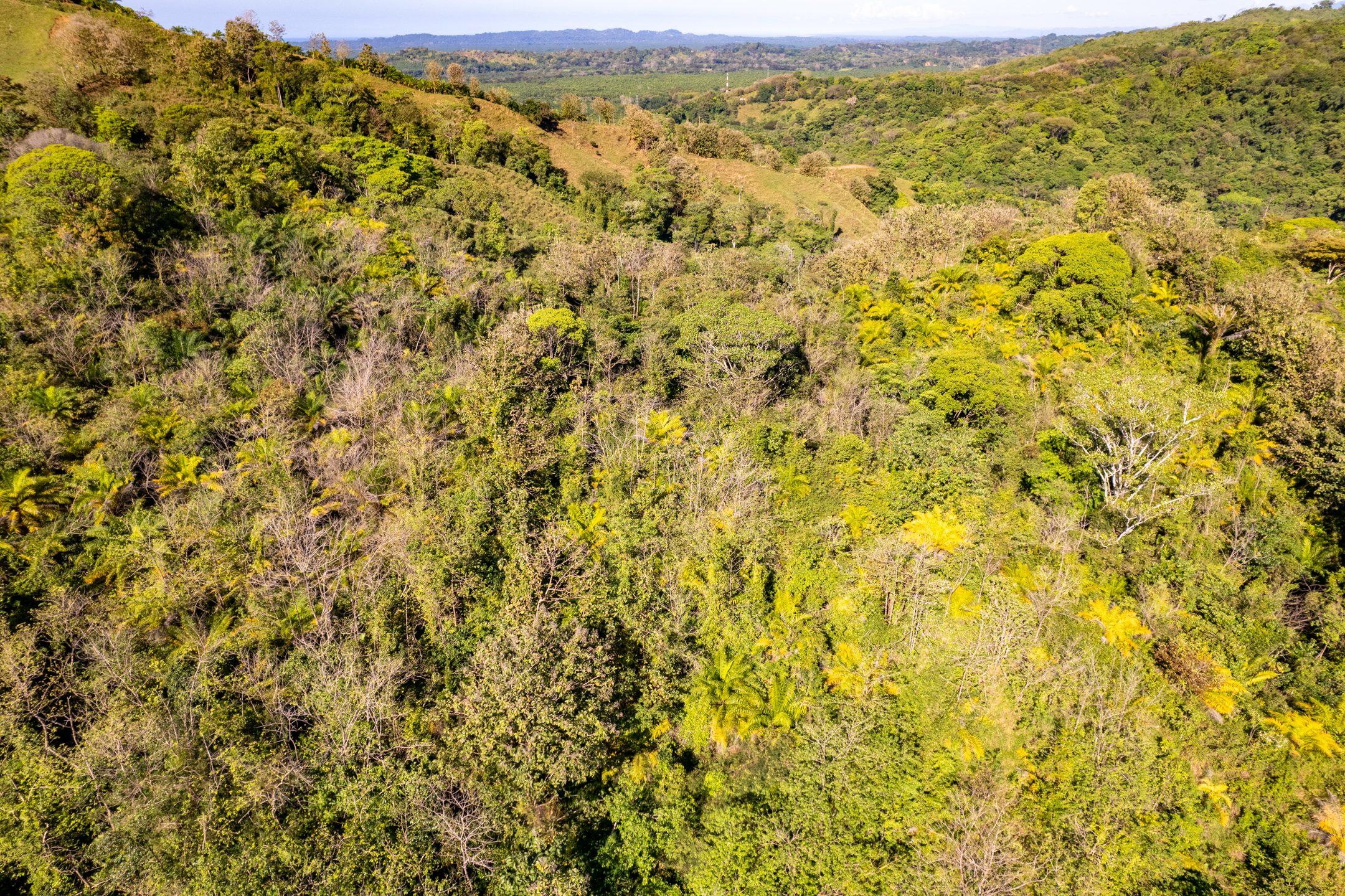 0 bed Land For Sale in Dominical, Puntarenas - thumb 8