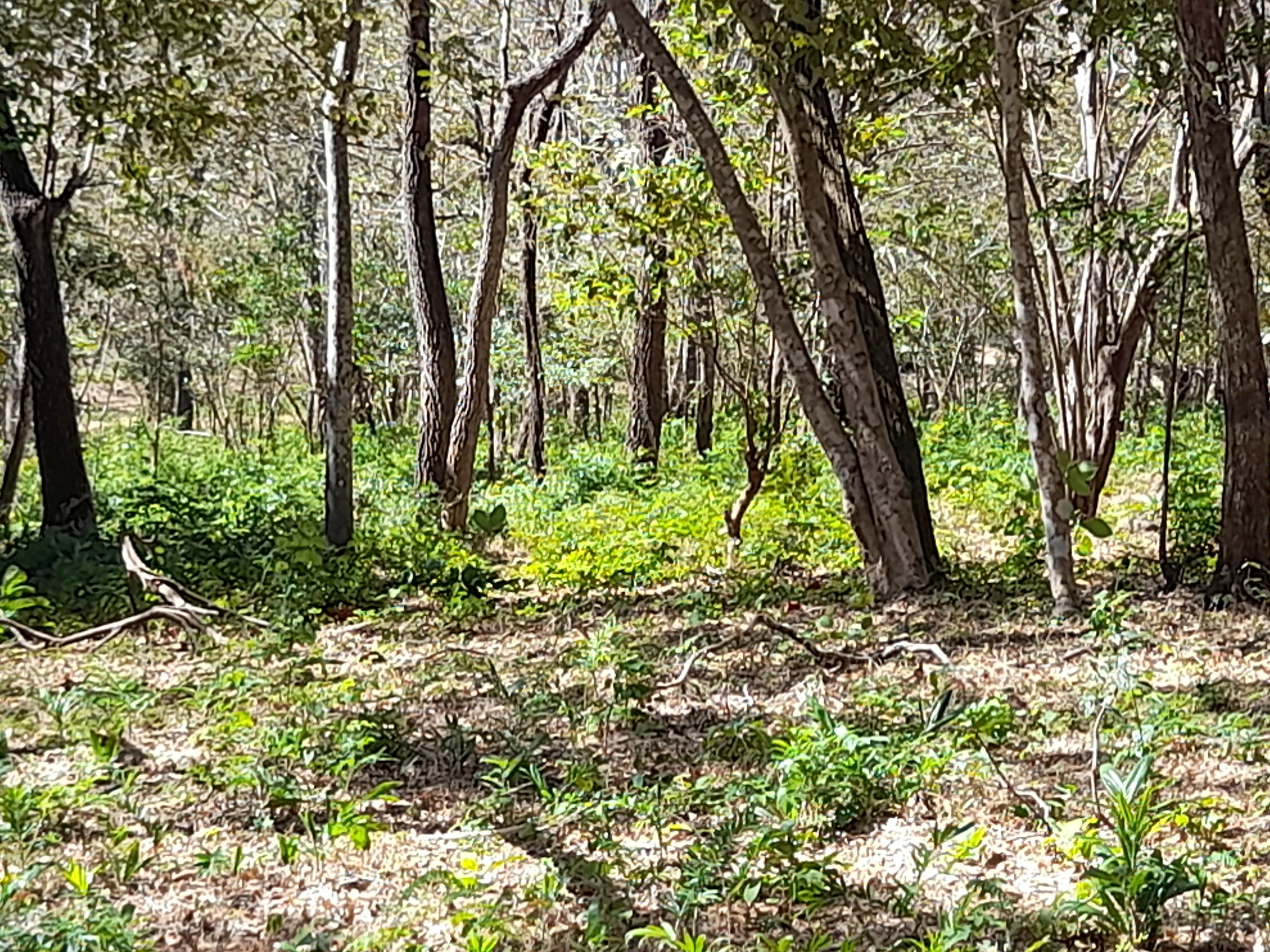 0 bed Land For Sale in Tamarindo, Guanacaste - thumb 11