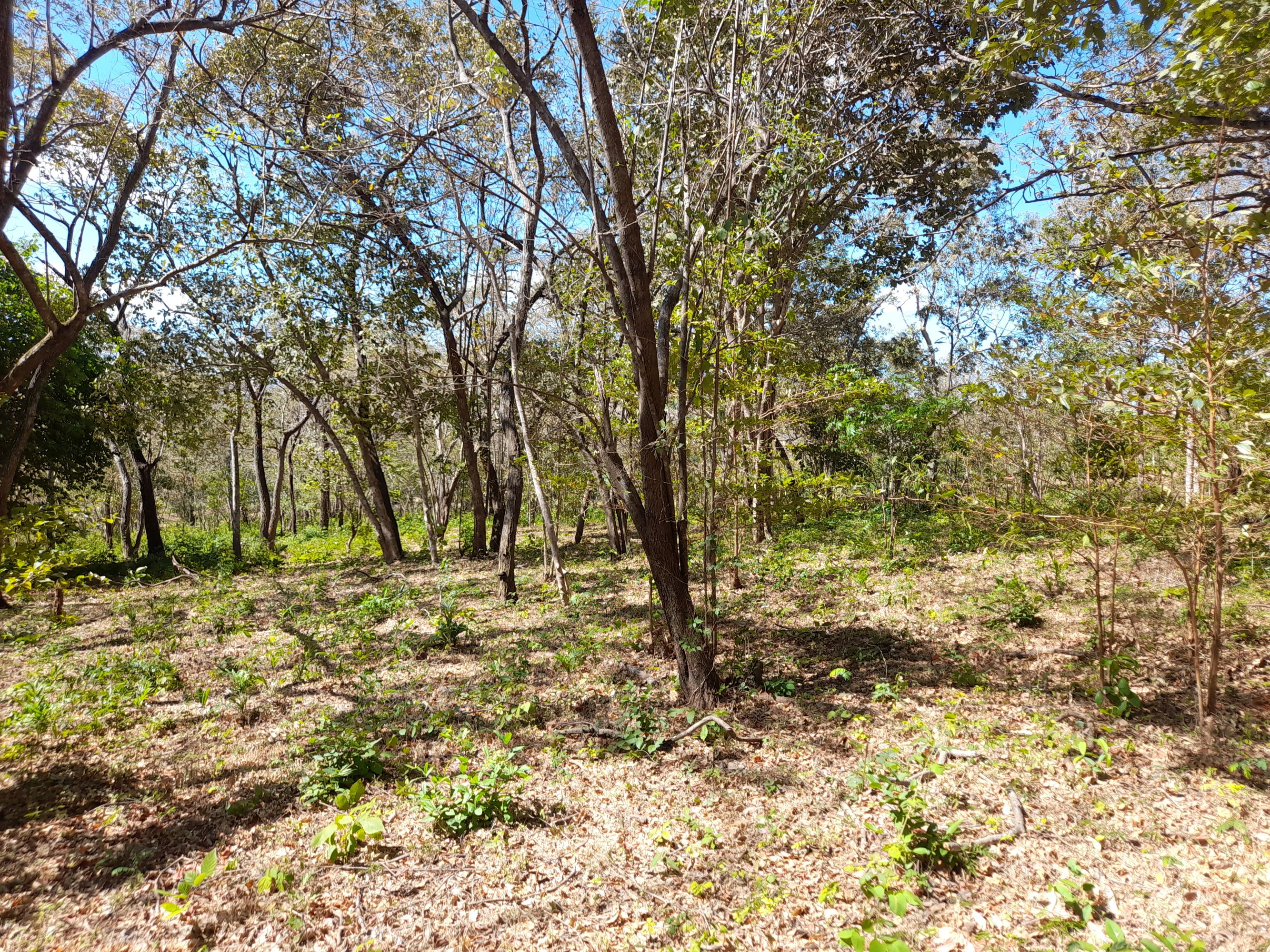 0 bed Land For Sale in Tamarindo, Guanacaste - thumb 9