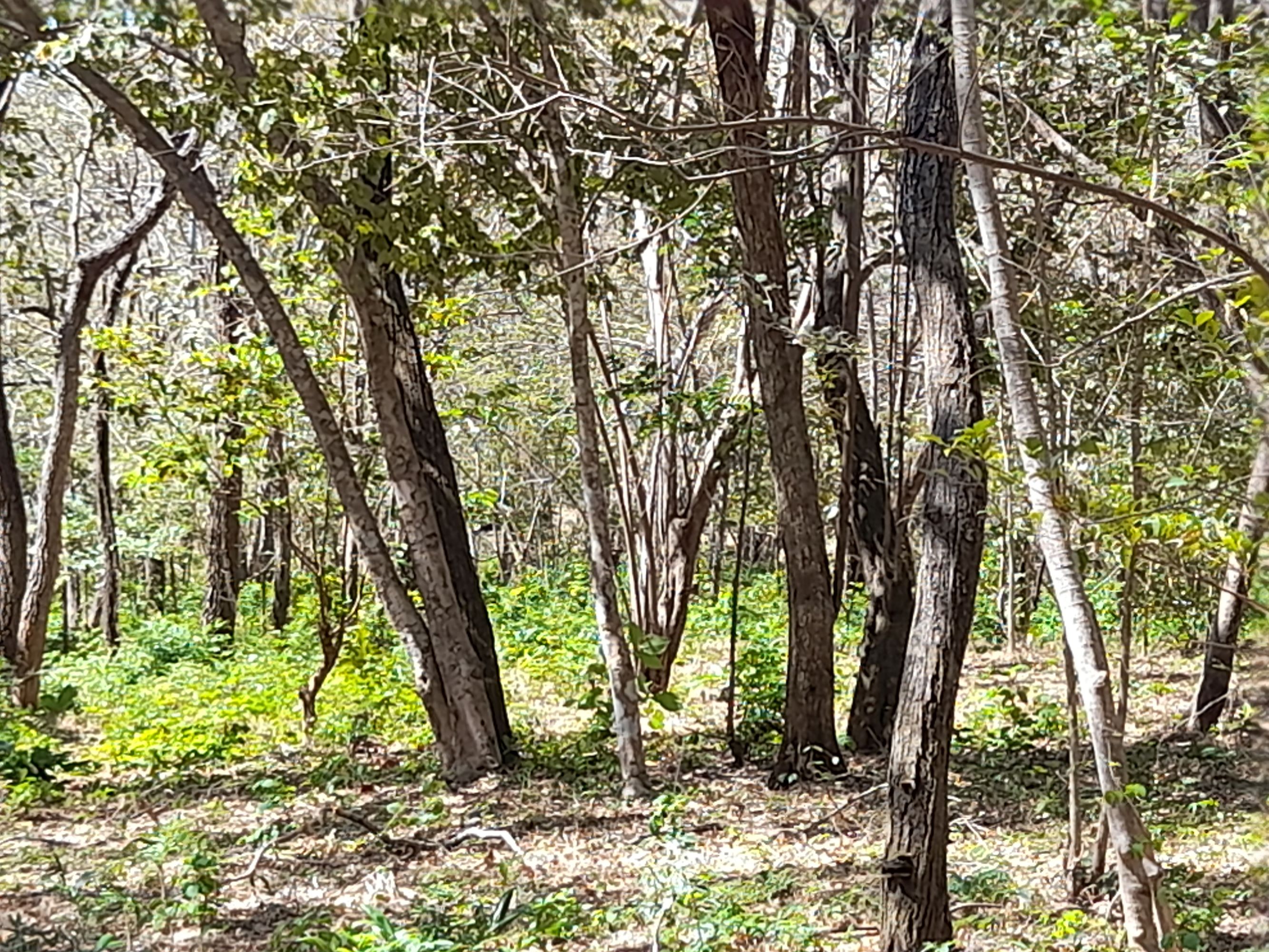 0 bed Land For Sale in Tamarindo, Guanacaste - thumb 12