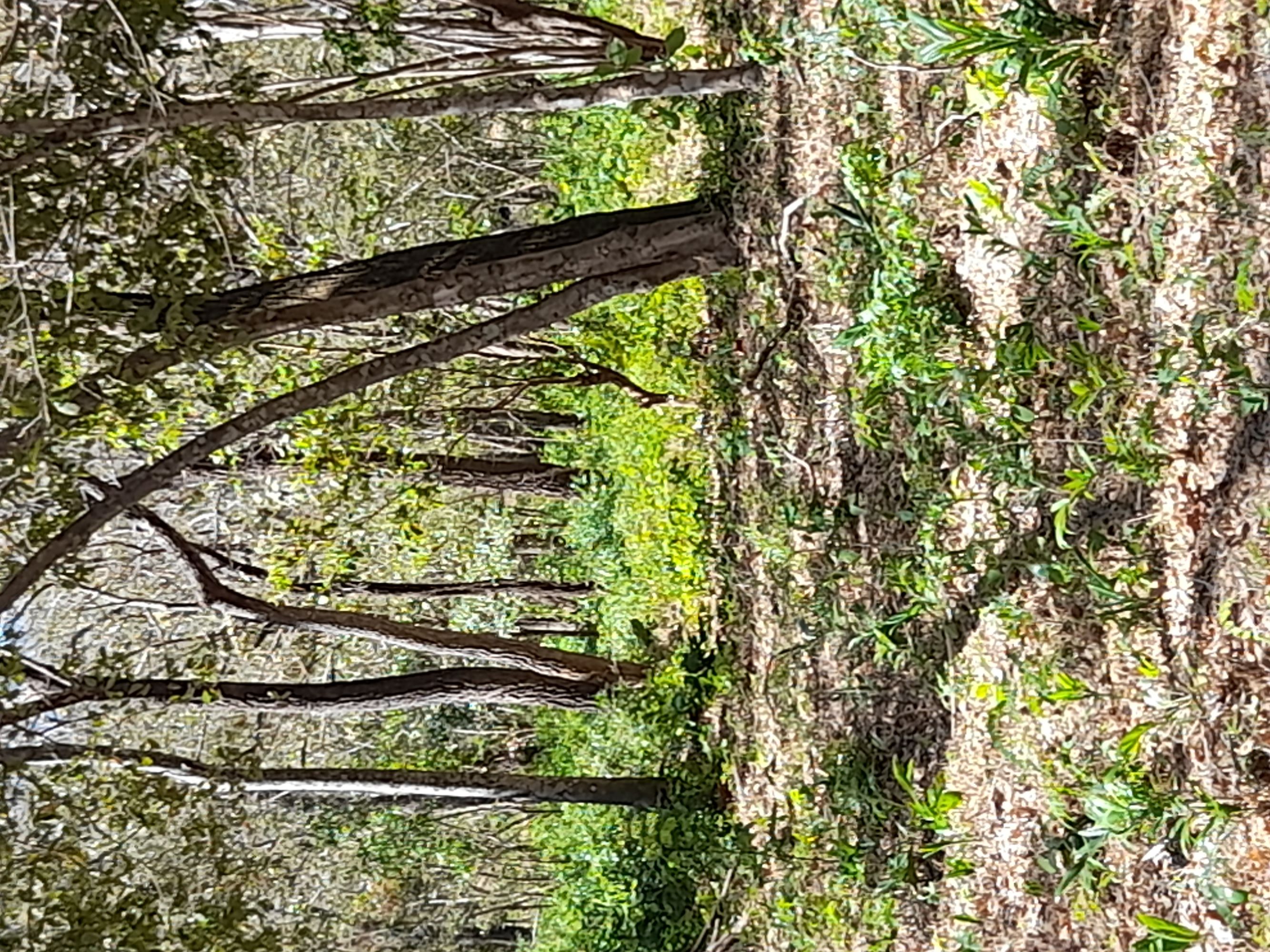 0 bed Land For Sale in Tamarindo, Guanacaste - thumb 10