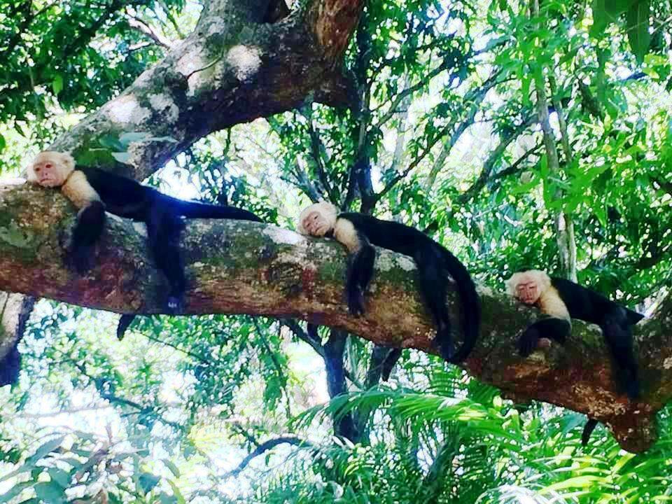 0 bed Land For Sale in Montezuma, Puntarenas - thumb 12