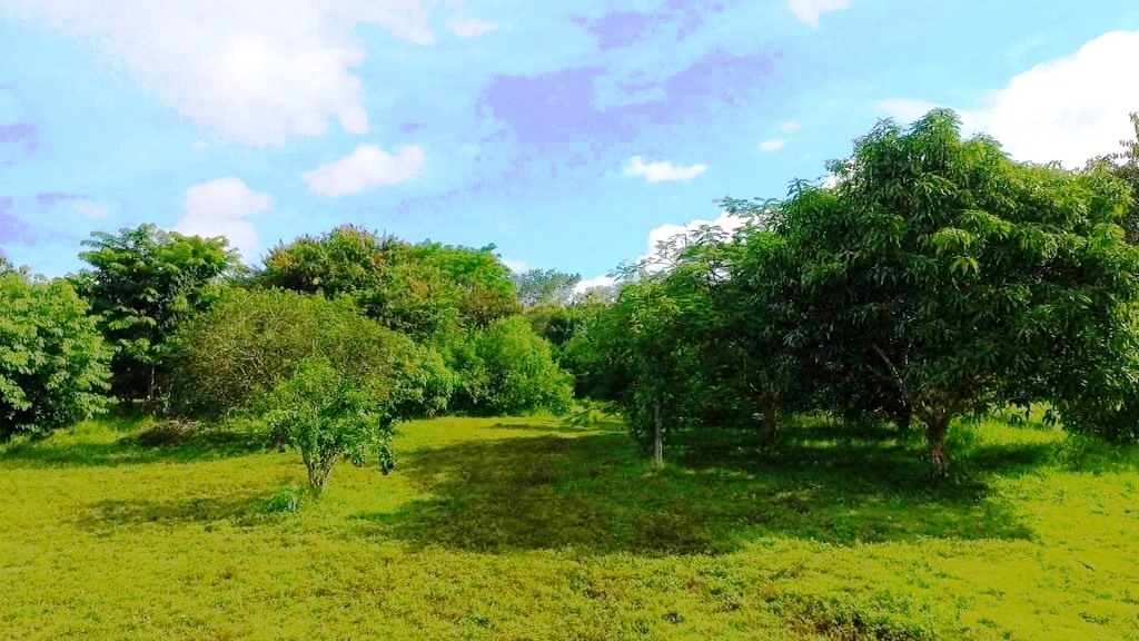 0 bed Land For Sale in Montezuma, Puntarenas - thumb 5
