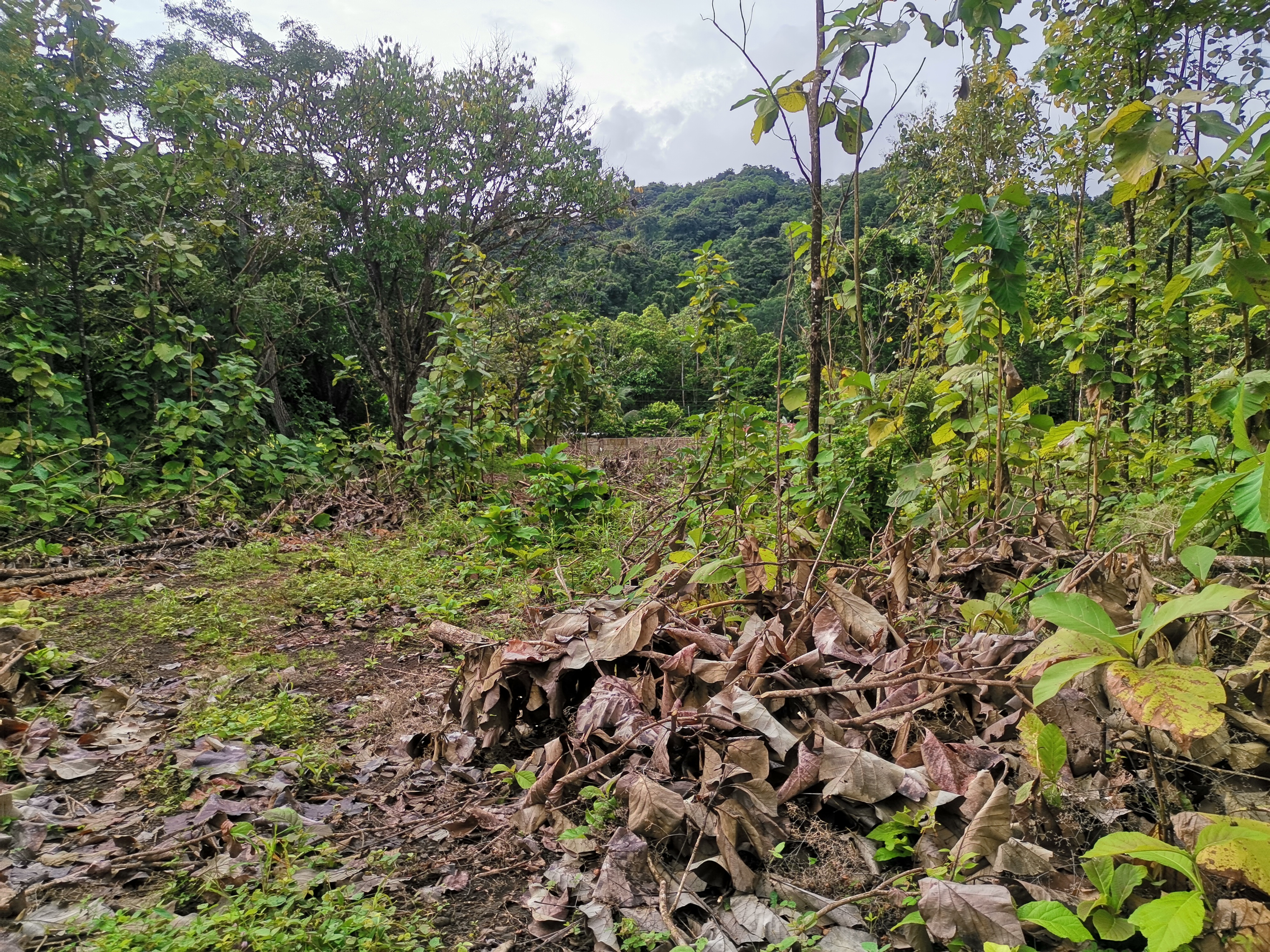 0 bed Land For Sale in Paquera, Puntarenas - thumb 8