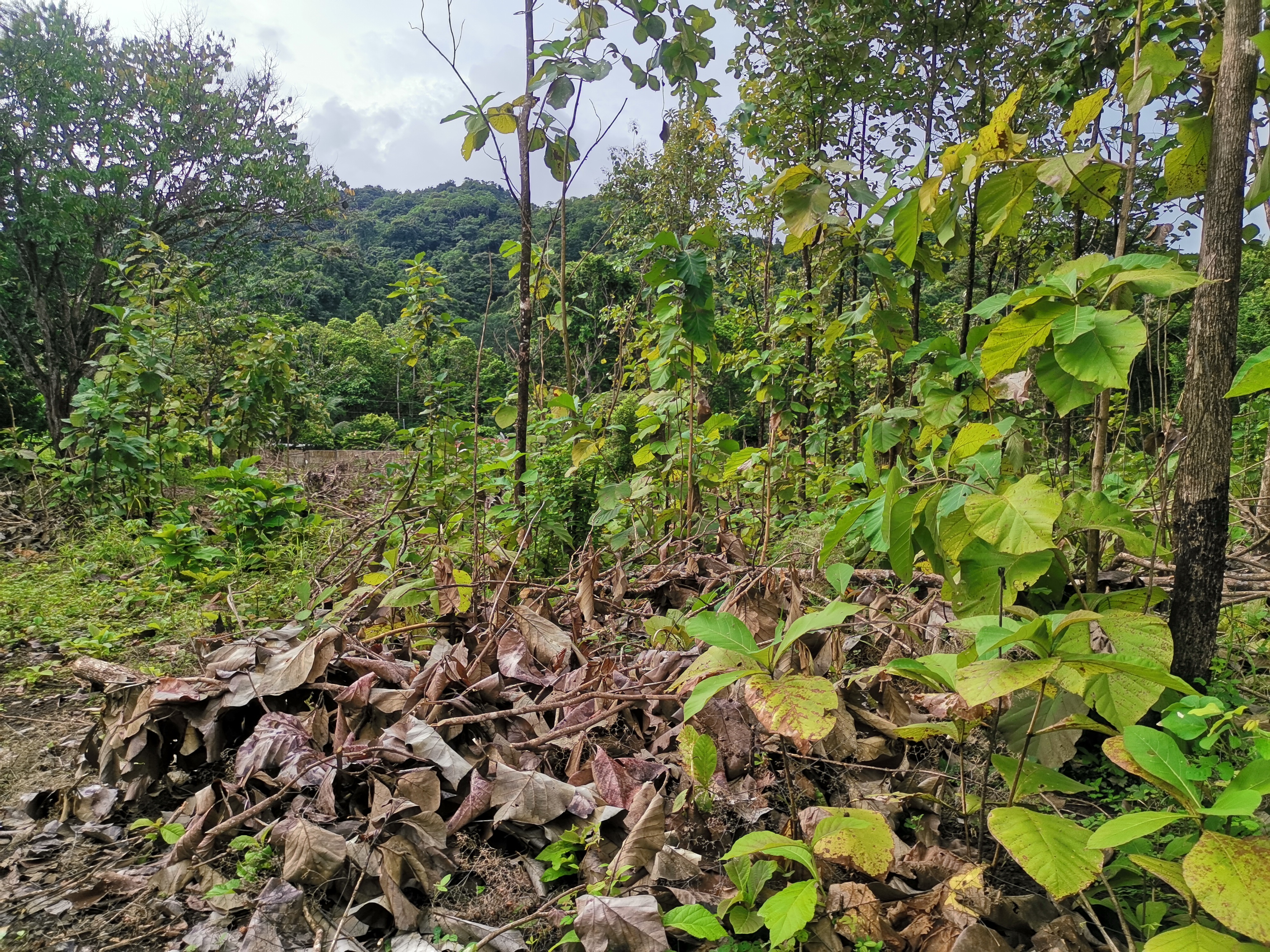 0 bed Land For Sale in Paquera, Puntarenas - thumb 7