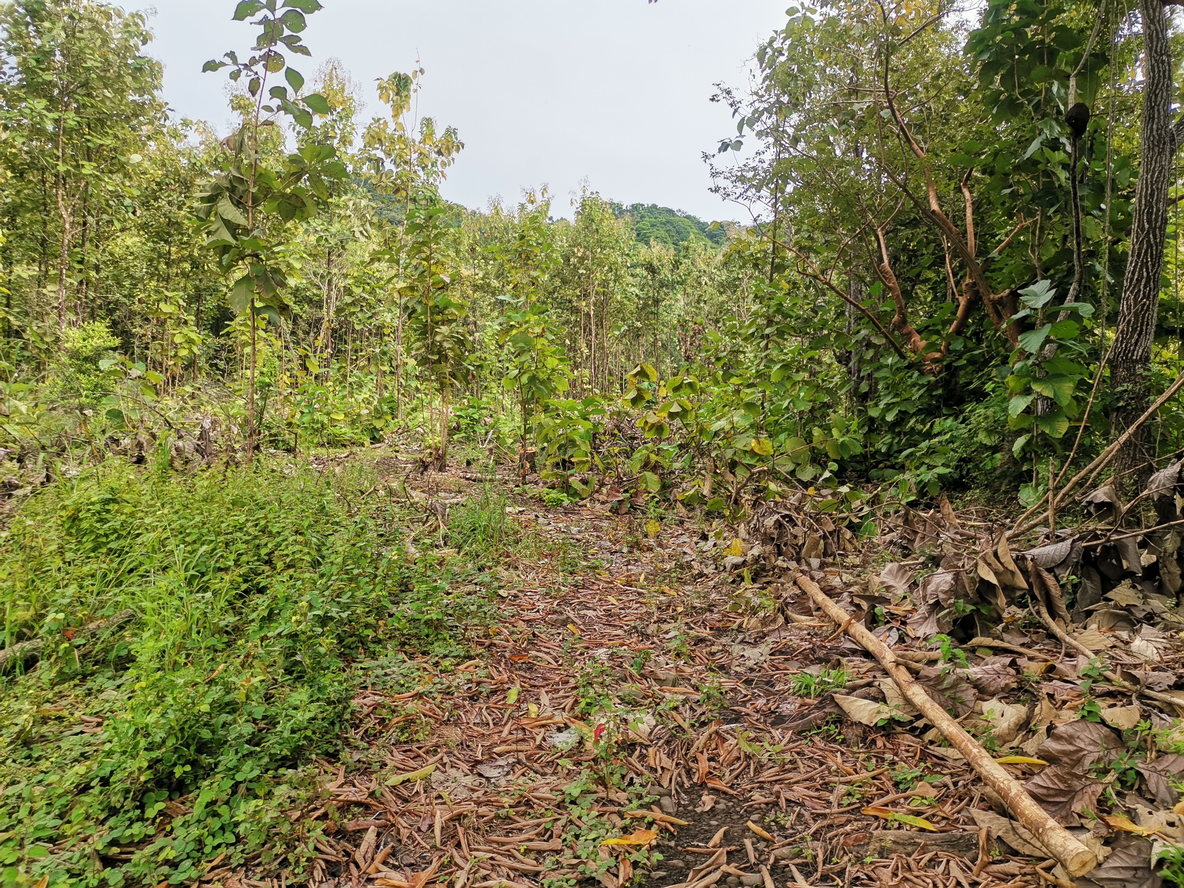 0 bed Land For Sale in Paquera, Puntarenas - thumb 4