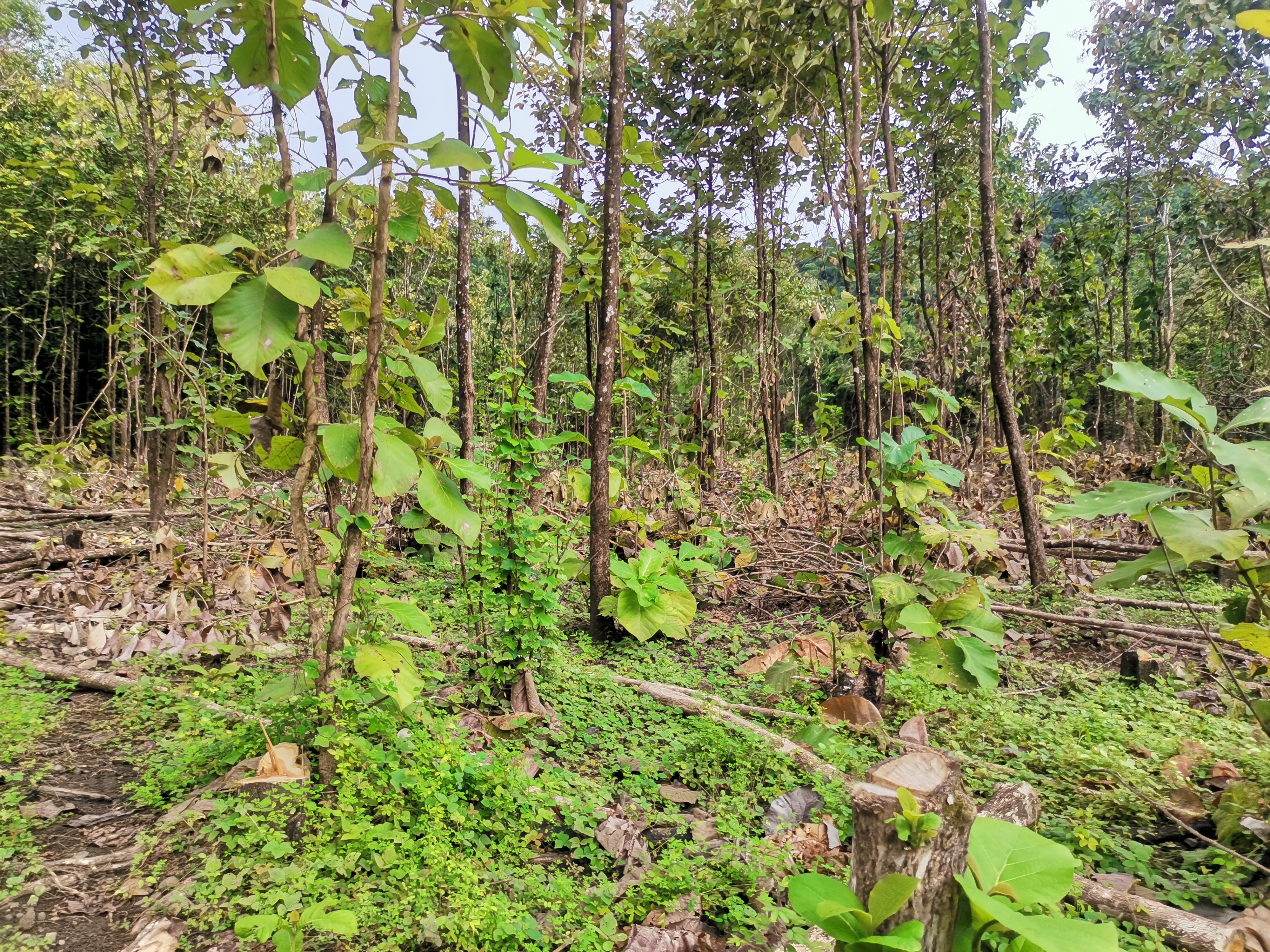 0 bed Land For Sale in Paquera, Puntarenas - thumb 6