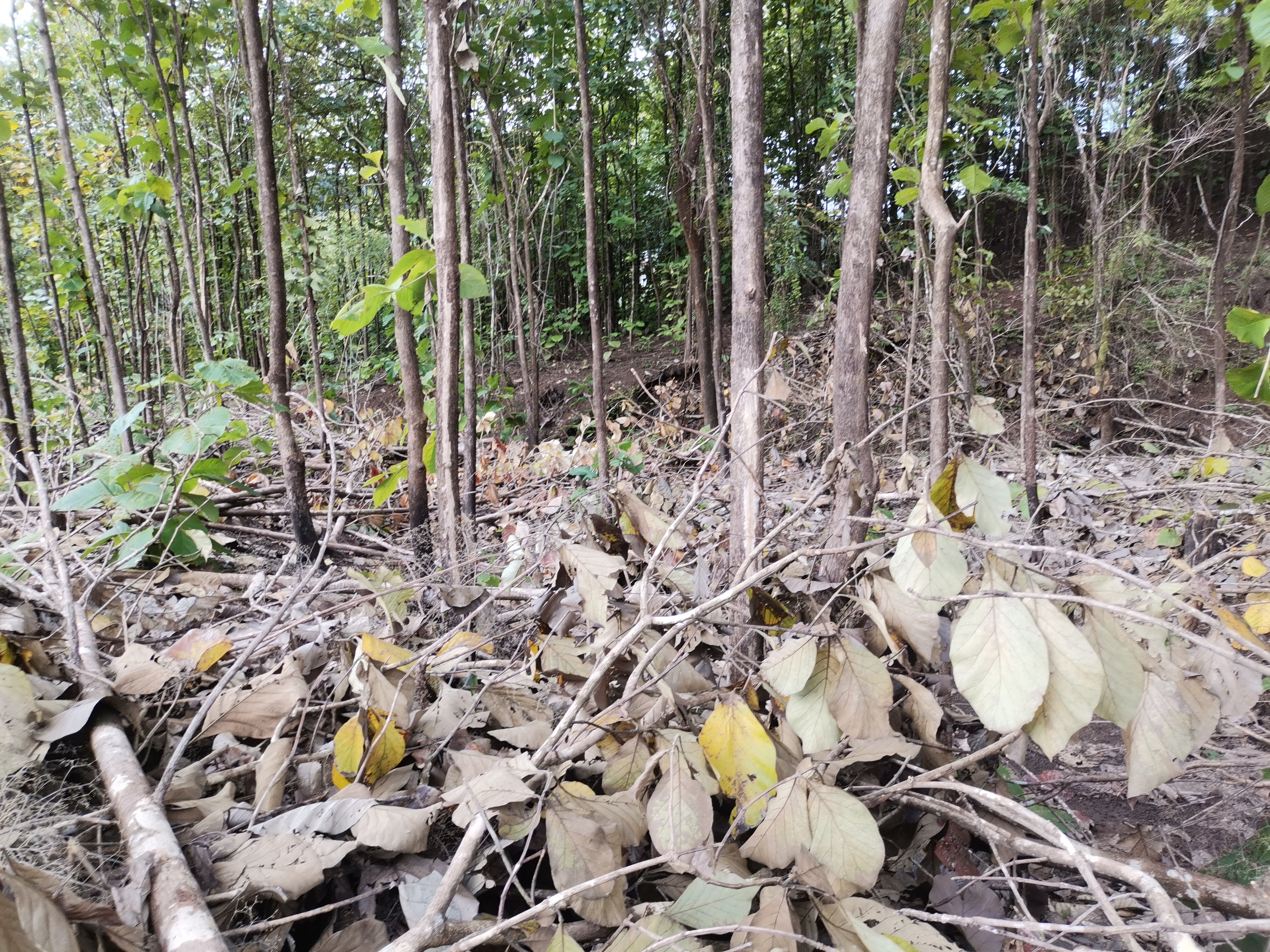 0 bed Land For Sale in Paquera, Puntarenas - thumb 9