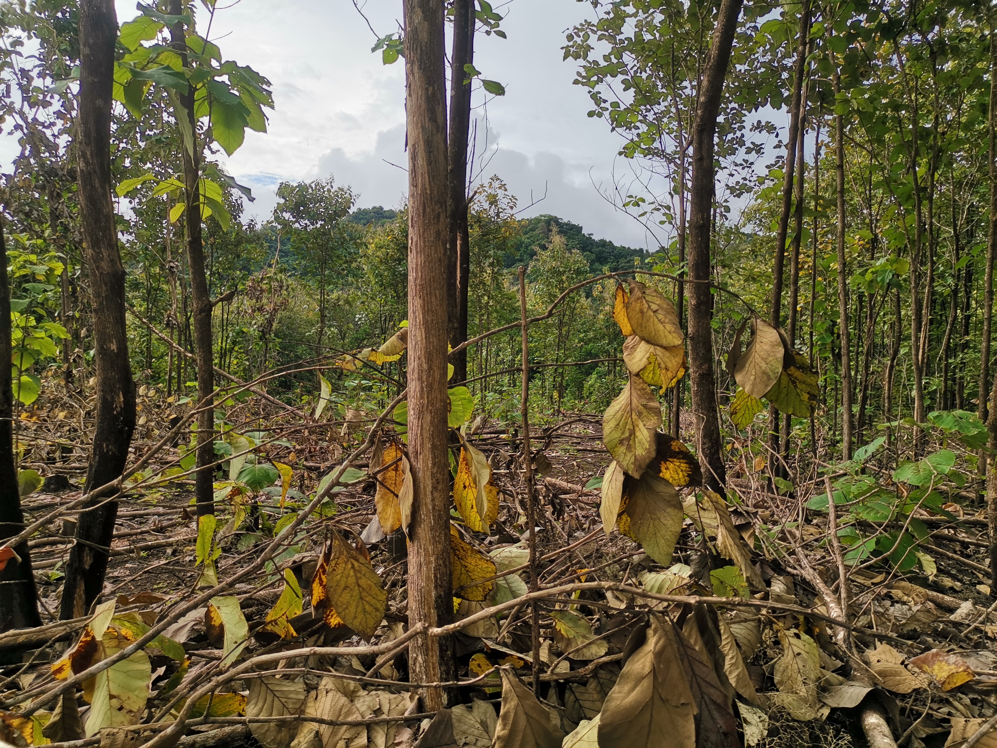 0 bed Land For Sale in Paquera, Puntarenas - thumb 1