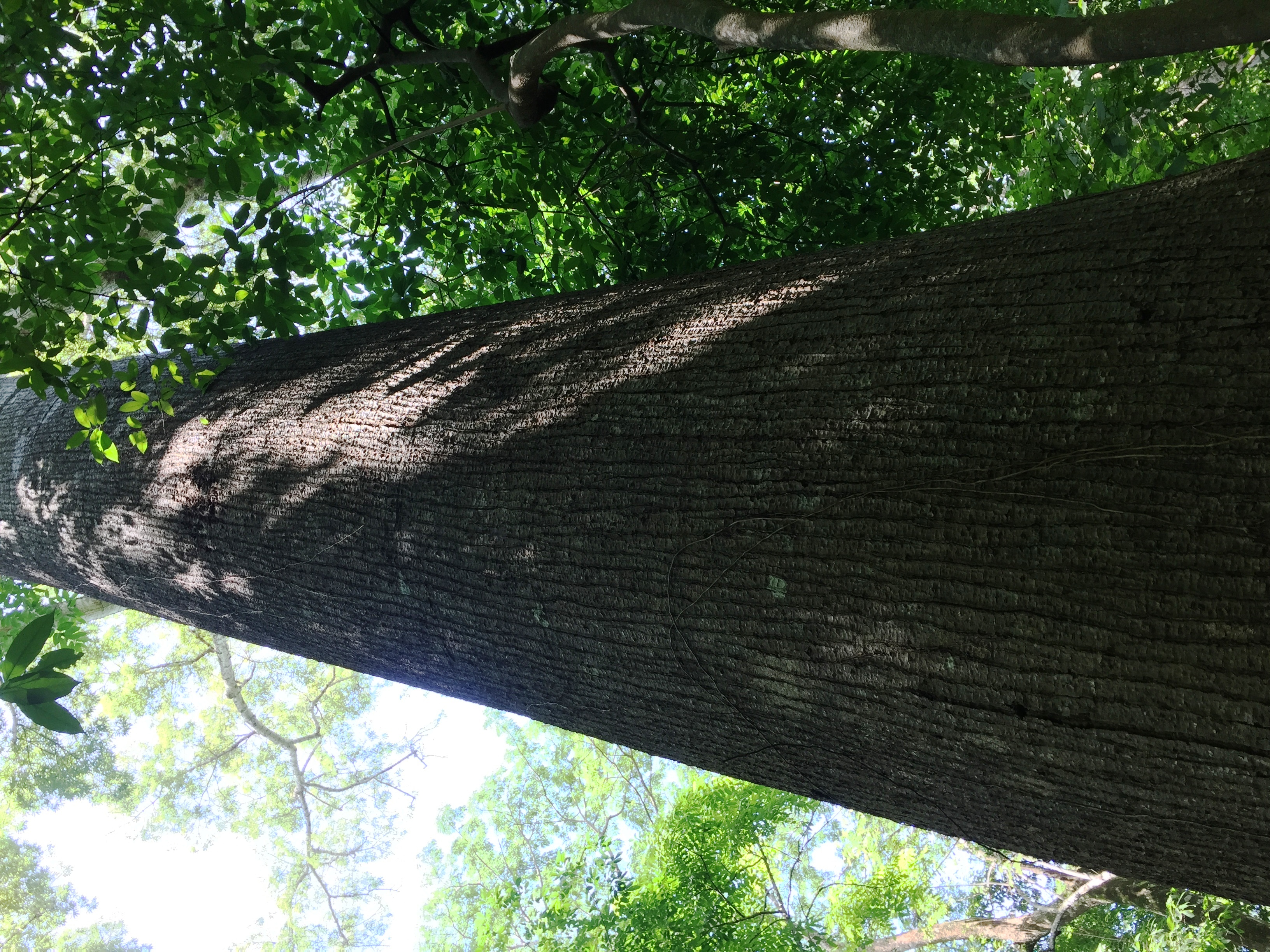 0 bed Land For Sale in Paquera, Puntarenas - thumb 7