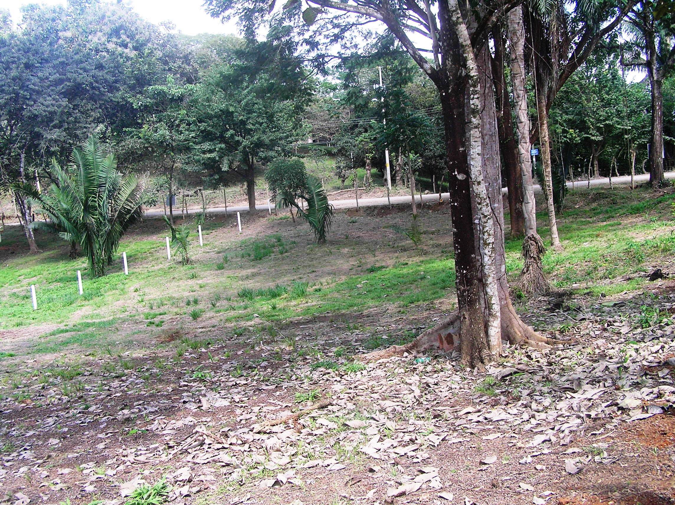 0 bed Land For Sale in Montezuma, Puntarenas - thumb 4