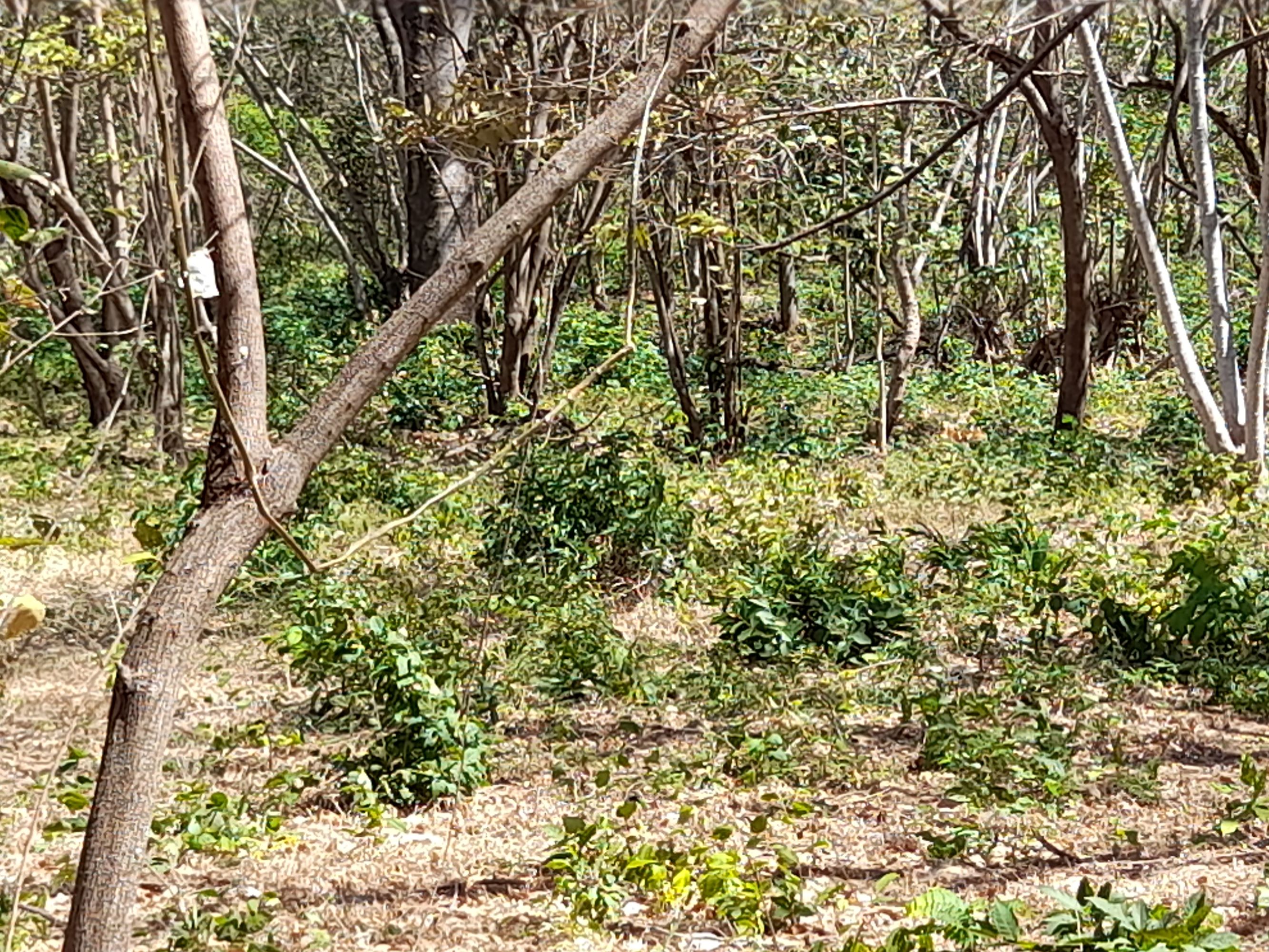 0 bed Land For Sale in Tamarindo, Guanacaste - thumb 9