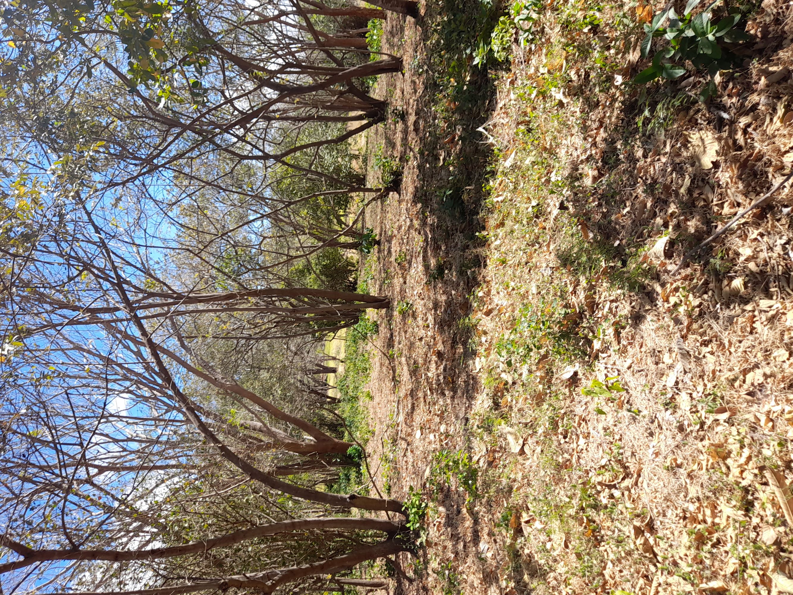 0 bed Land For Sale in Tamarindo, Guanacaste - thumb 3