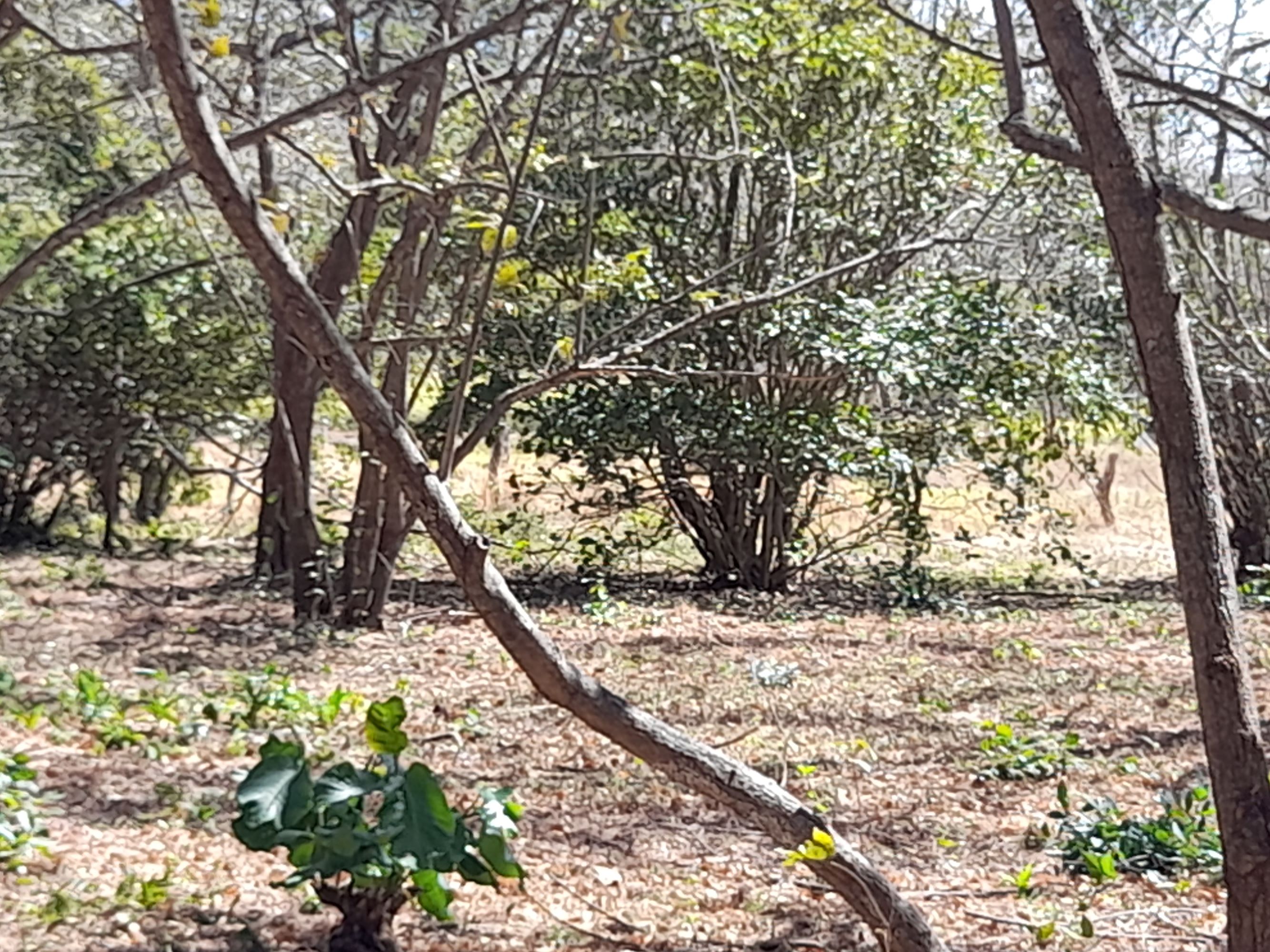 0 bed Land For Sale in Tamarindo, Guanacaste - thumb 8