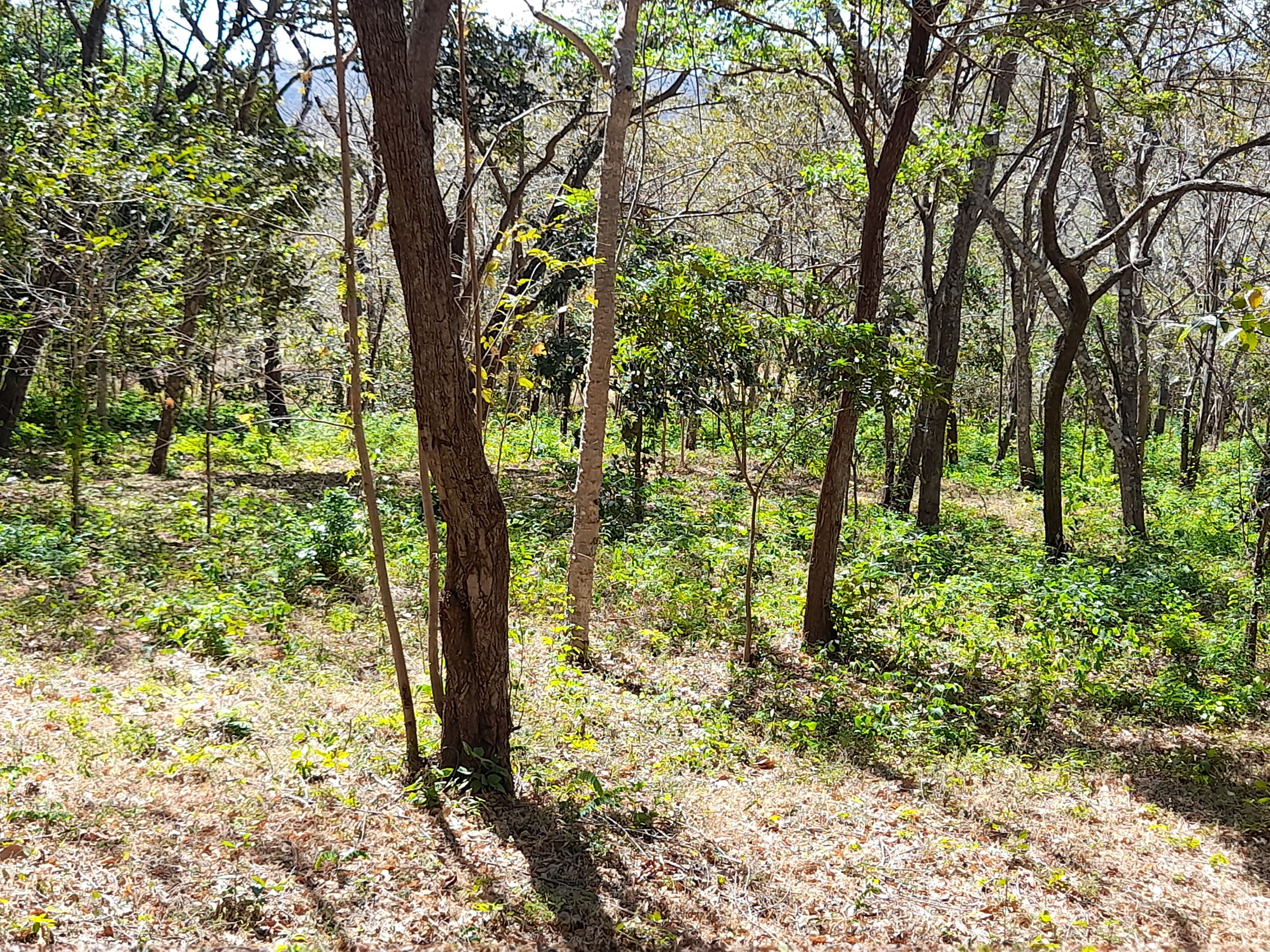 0 bed Land For Sale in Tamarindo, Guanacaste - thumb 12