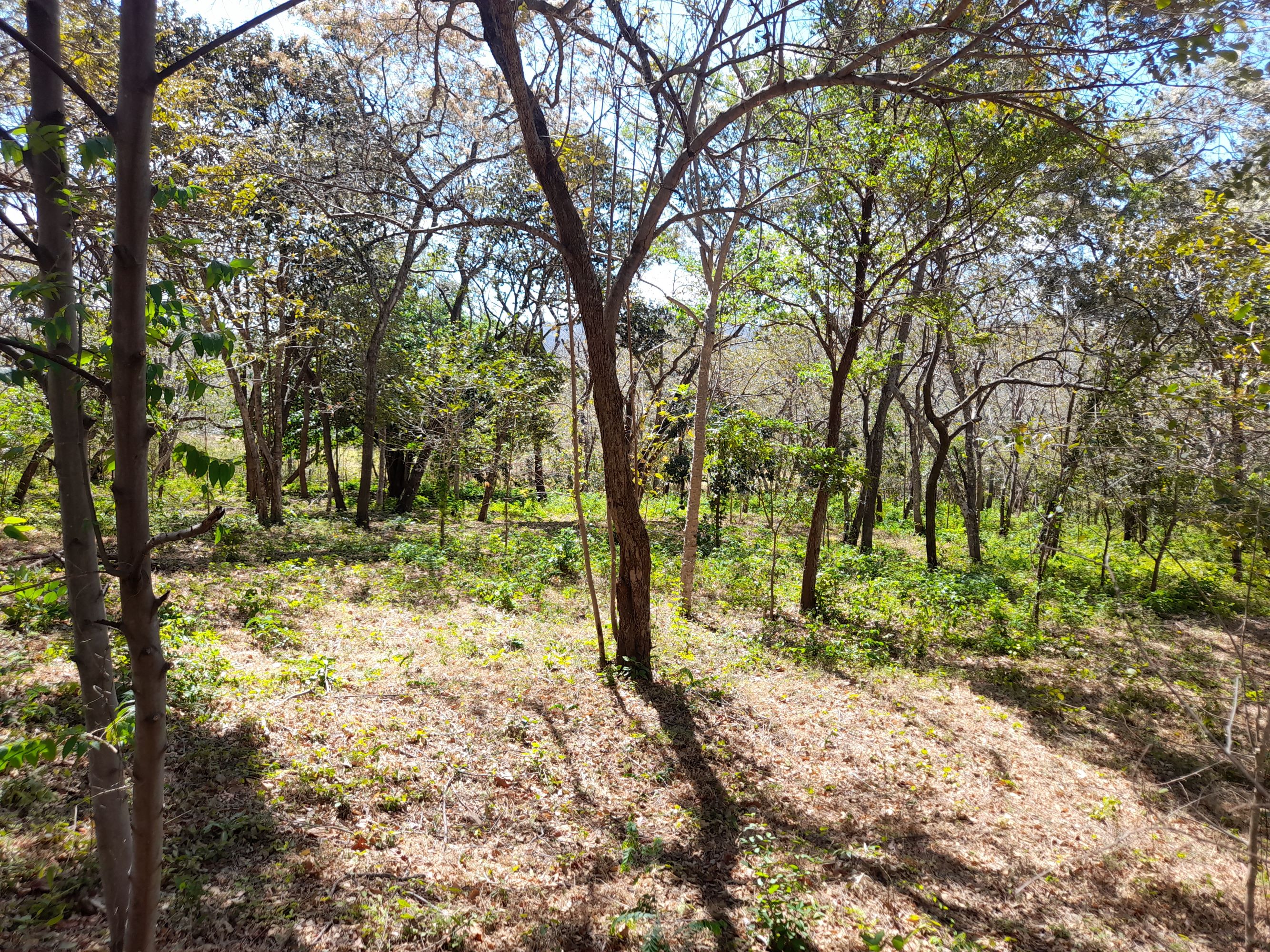 0 bed Land For Sale in Tamarindo, Guanacaste - thumb 11
