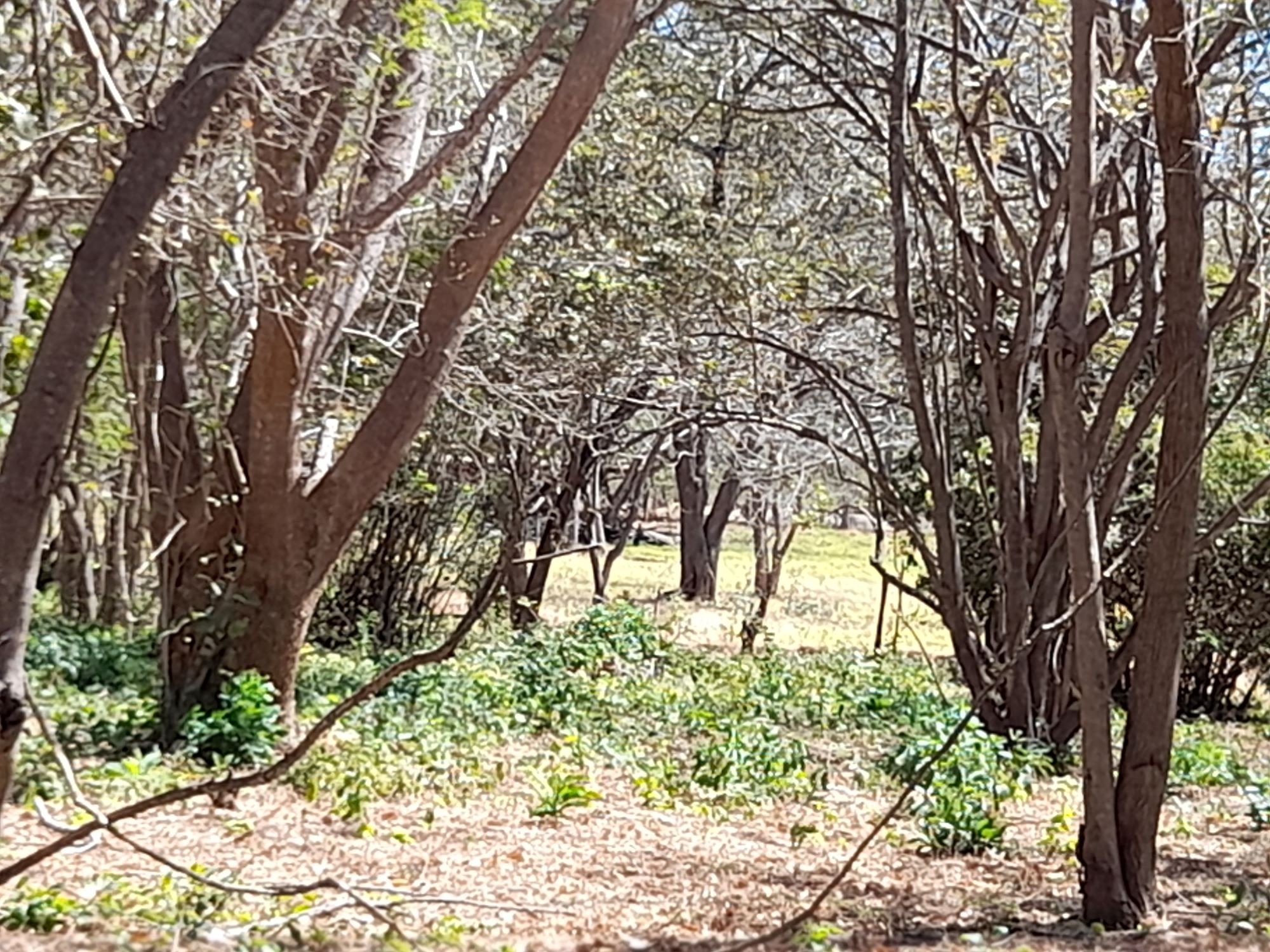 0 bed Land For Sale in Tamarindo, Guanacaste - thumb 4