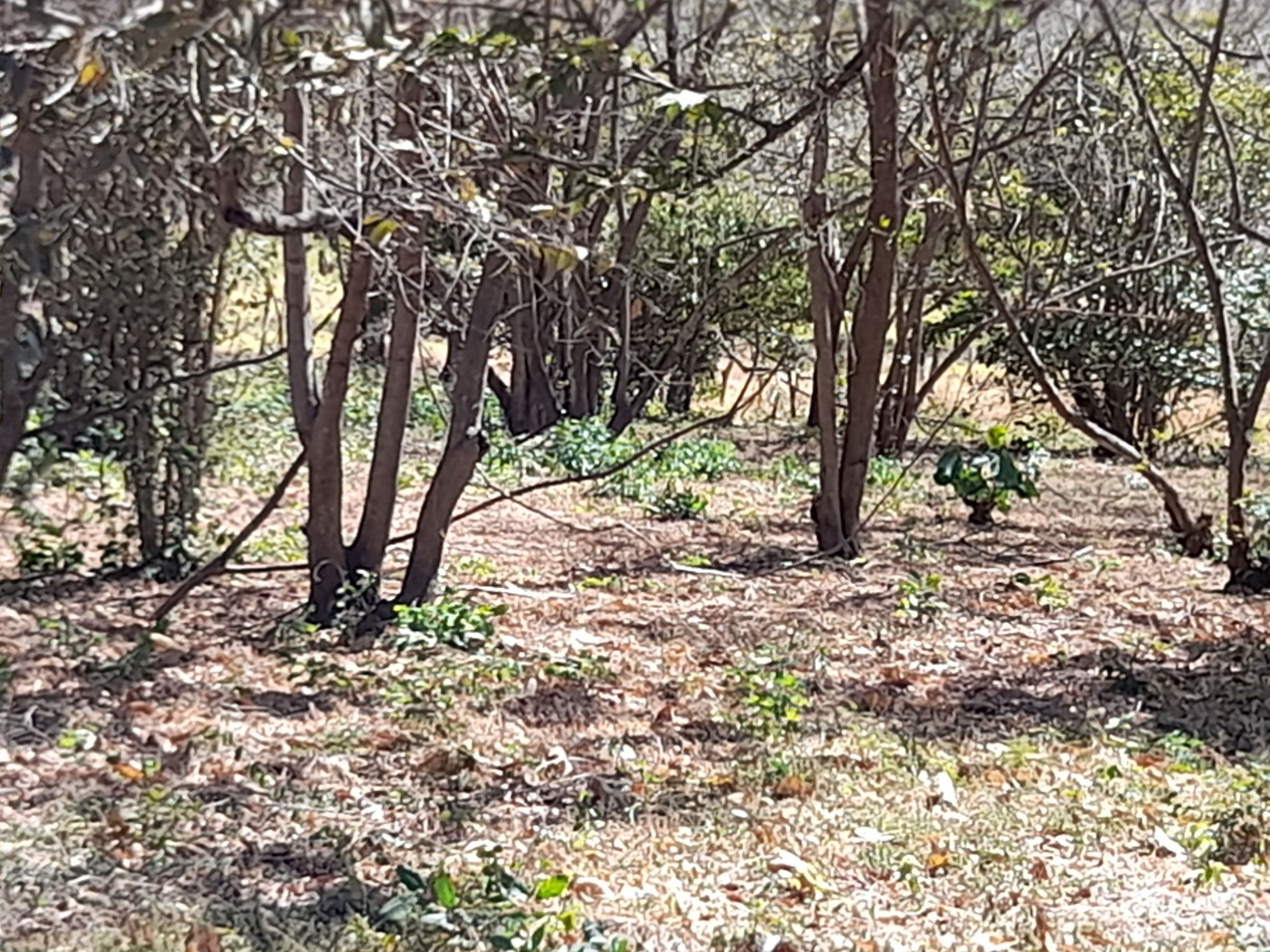 0 bed Land For Sale in Tamarindo, Guanacaste - thumb 5