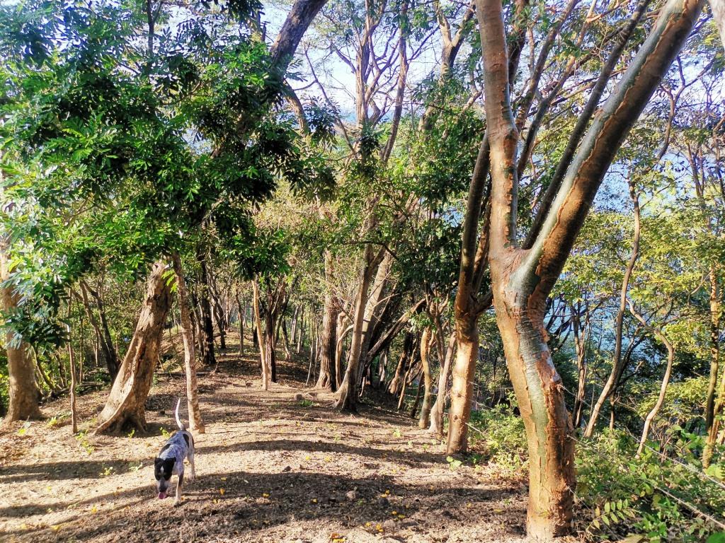 0 bed Land For Sale in Paquera, Puntarenas - thumb 6