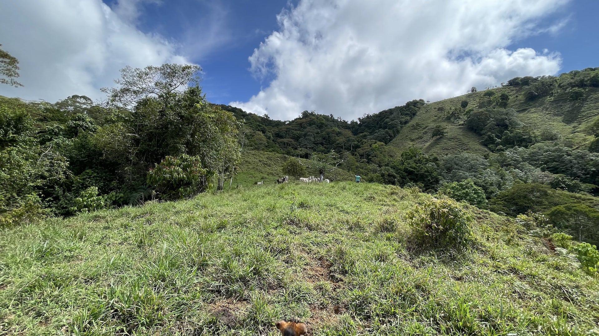 0 bed Land For Sale in Uvita, Puntarenas - thumb 10