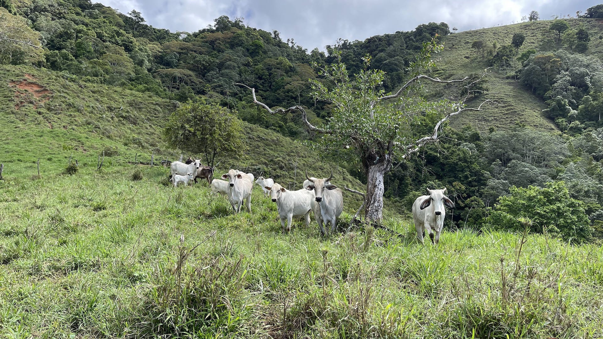 0 bed Land For Sale in Uvita, Puntarenas - thumb 24