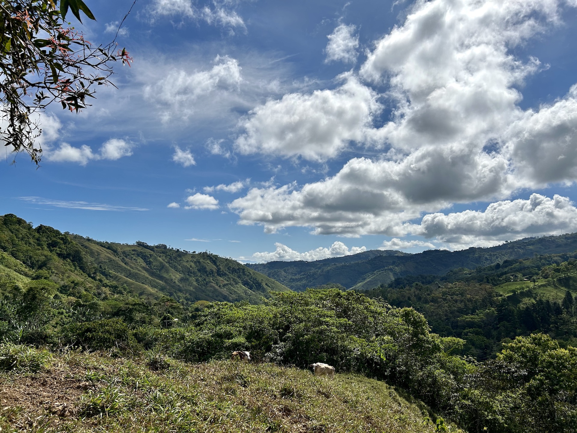 5 bed Land For Sale in Uvita, Puntarenas - thumb 17