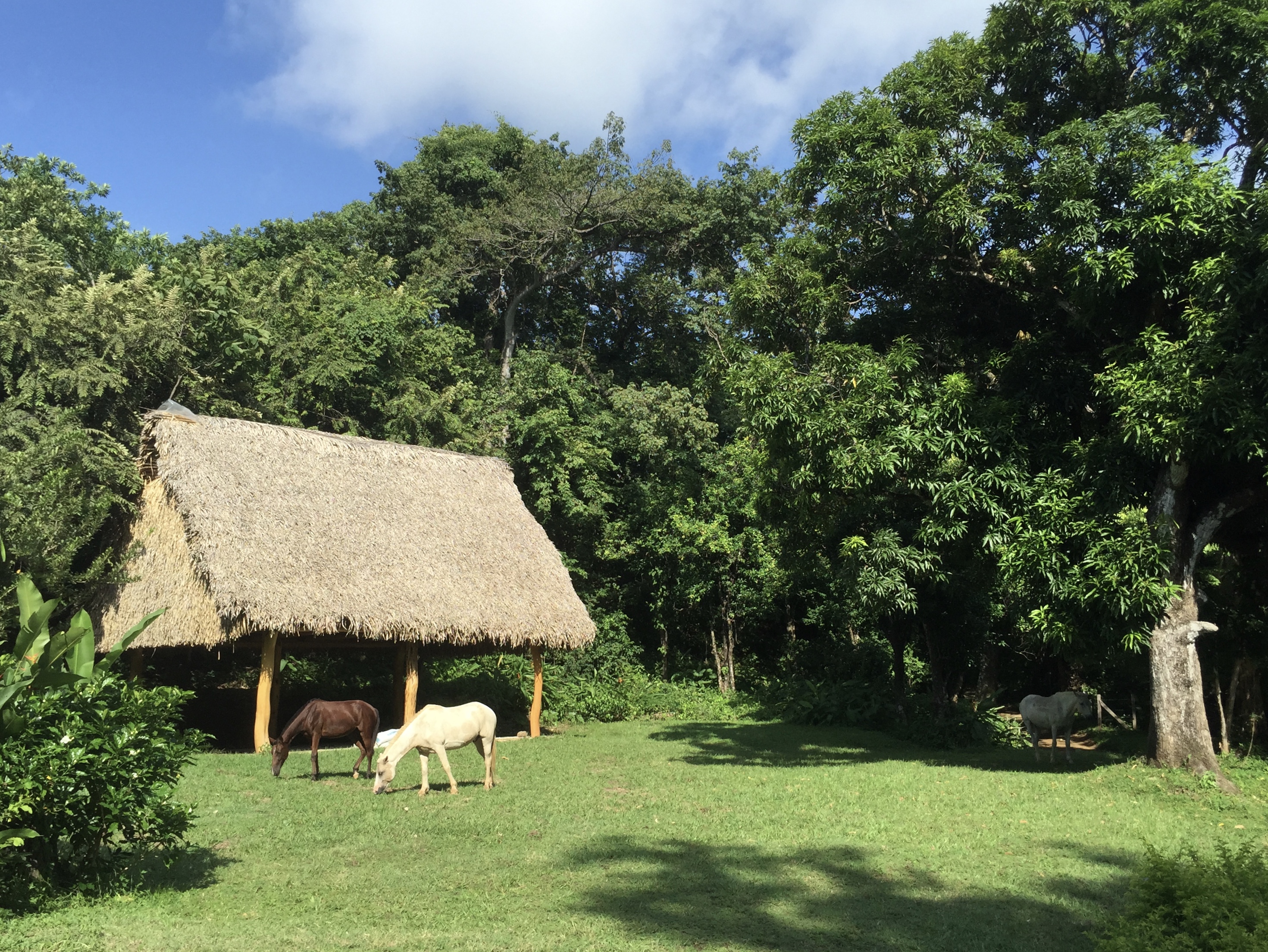 0 bed Land For Sale in Playa Guiones, Guanacaste - thumb 7