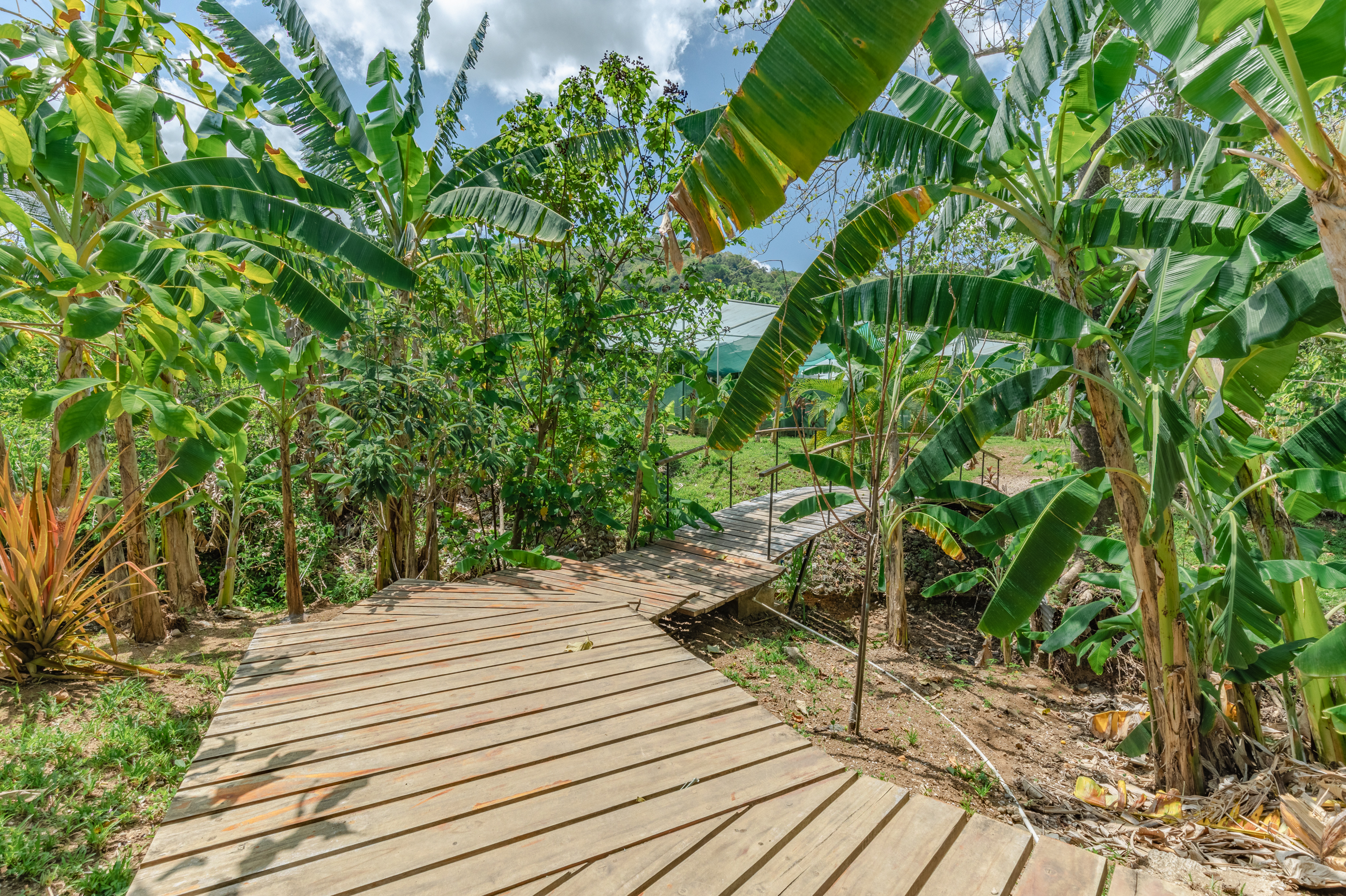 11 bed Land For Sale in Nosara, Guanacaste - thumb 12