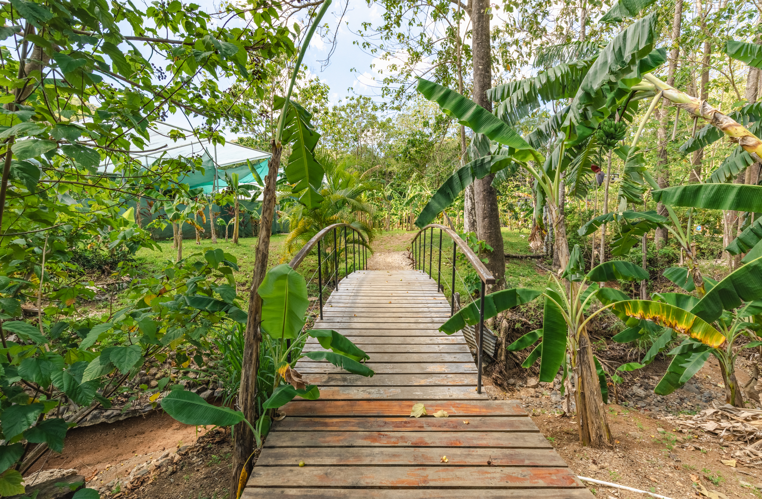 11 bed Land For Sale in Nosara, Guanacaste - thumb 13