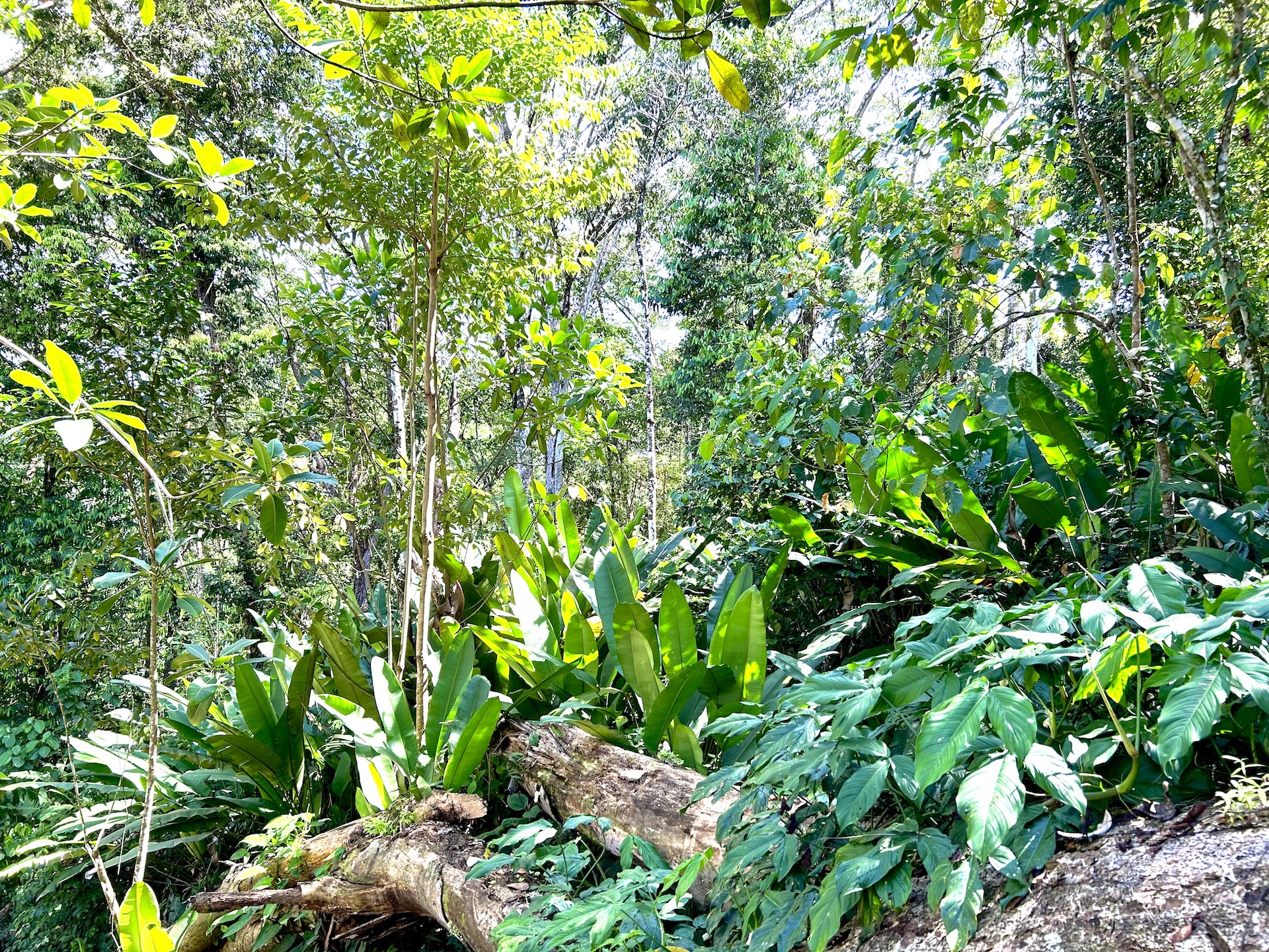 0 bed Land For Sale in Uvita, Puntarenas - thumb 29