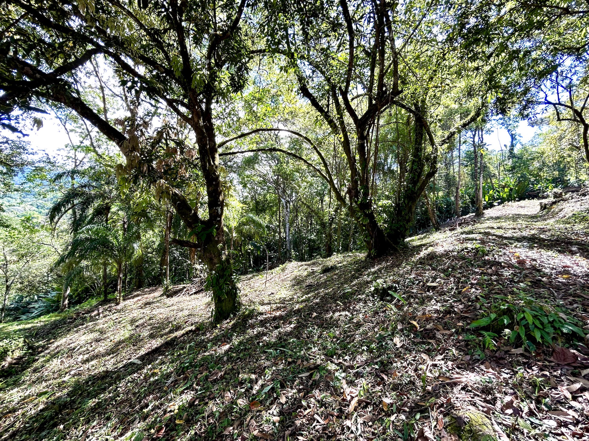 0 bed Land For Sale in Uvita, Puntarenas - thumb 20