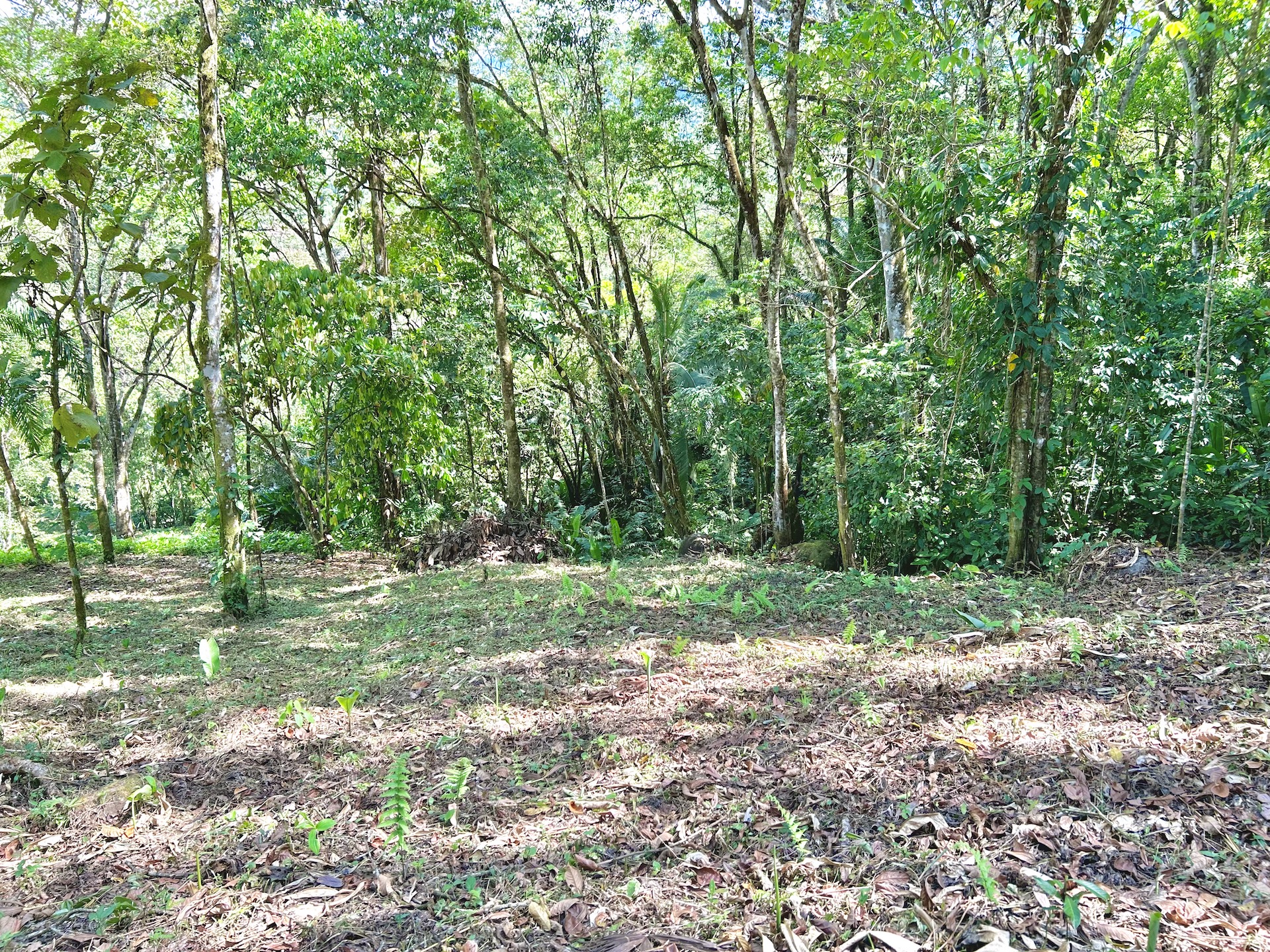 0 bed Land For Sale in Uvita, Puntarenas - thumb 28