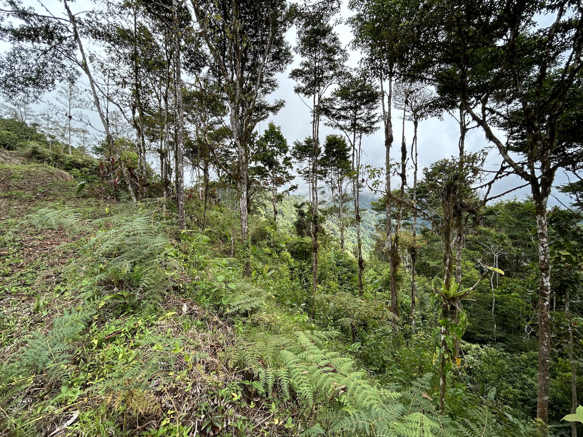 0 bed Land For Sale in Uvita, Puntarenas - thumb 19