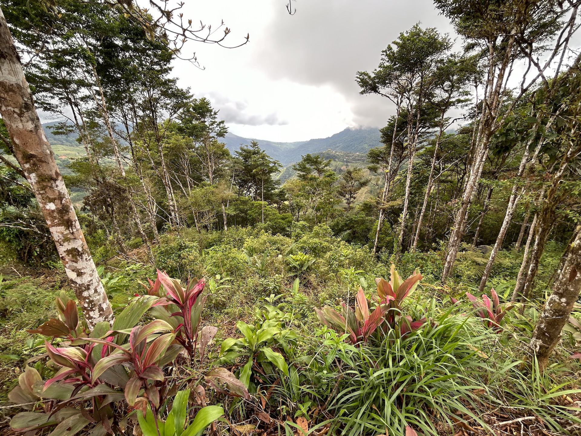0 bed Land For Sale in Uvita, Puntarenas - thumb 21