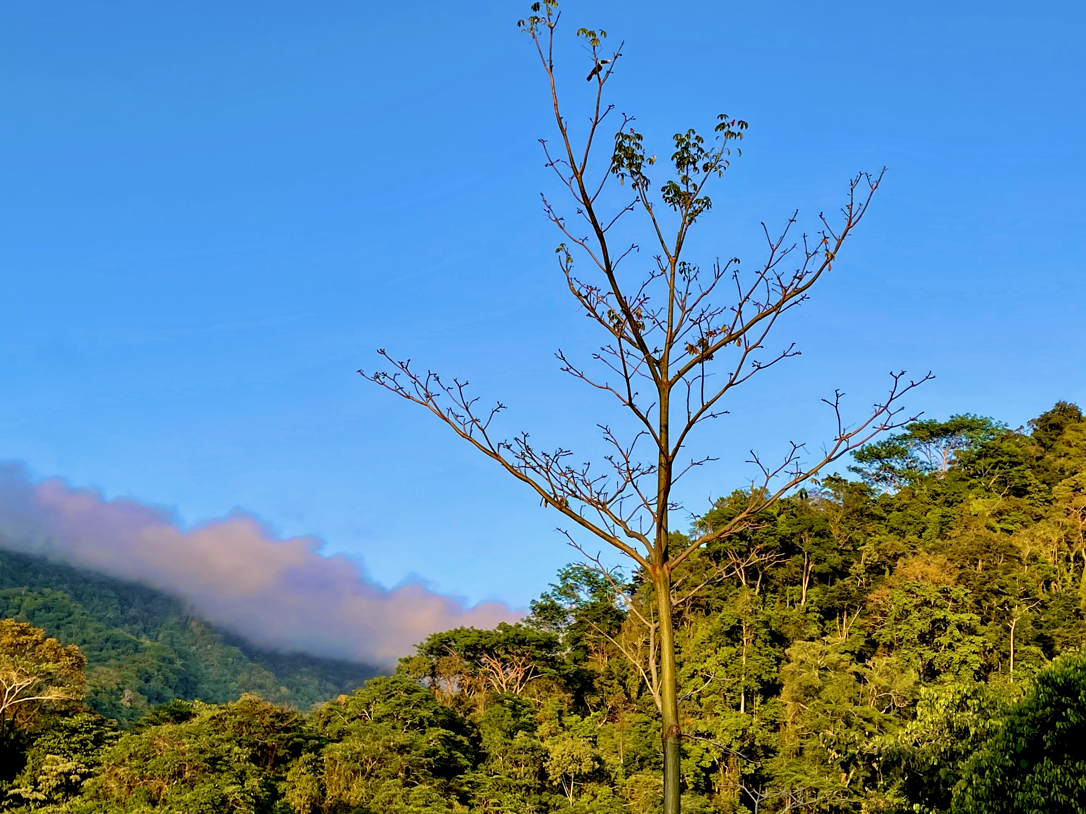 0 bed Land For Sale in Ojochal, Puntarenas - thumb 6