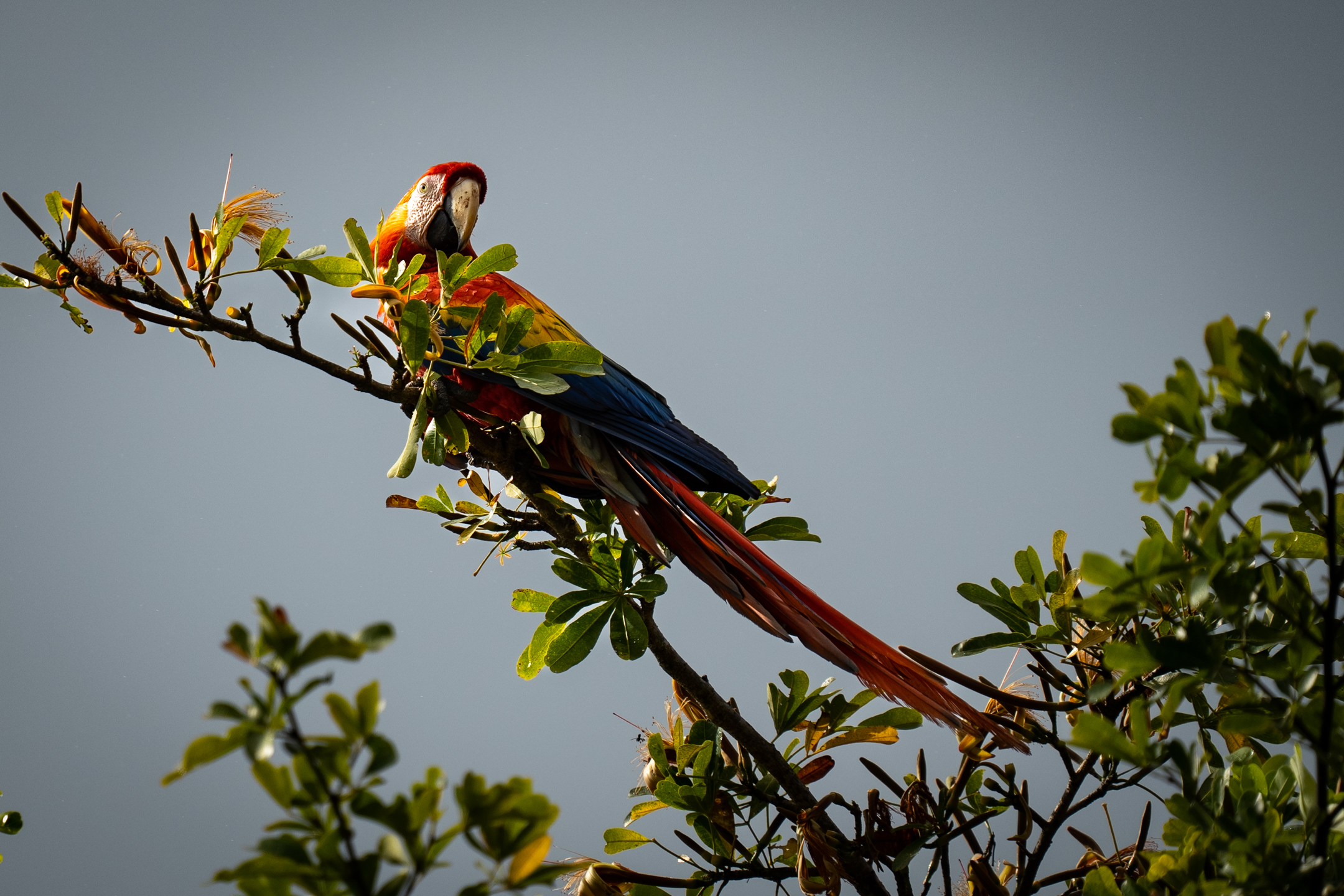 9 bed Hotel / Leisure For Sale in Cabo Matapalo, Puntarenas - thumb 13