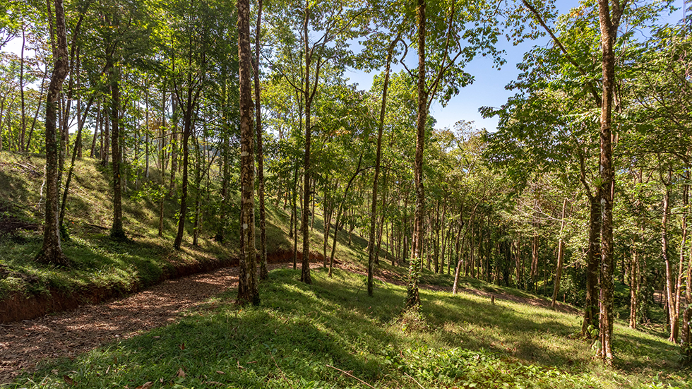 0 bed Land For Sale in Uvita, Puntarenas - thumb 22