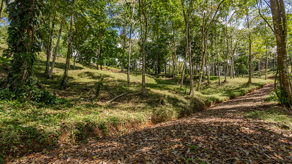 0 bed Land For Sale in Uvita, Puntarenas - thumb 15