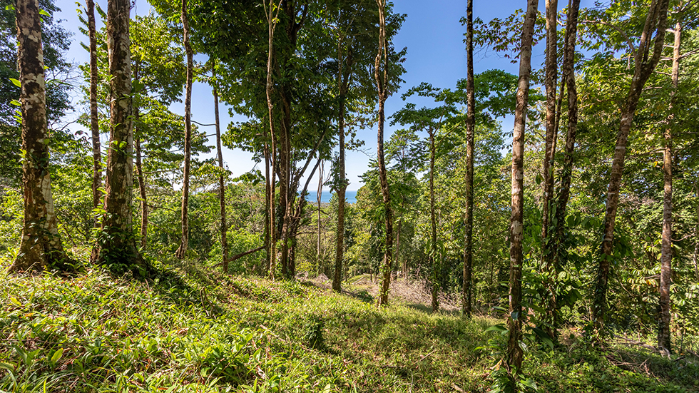 0 bed Land For Sale in Uvita, Puntarenas - thumb 28
