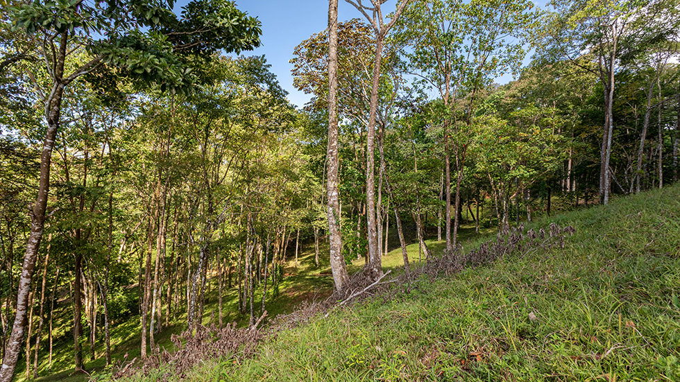 0 bed Land For Sale in Uvita, Puntarenas - thumb 21