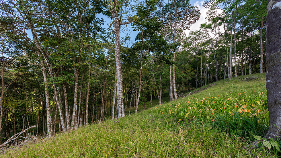 0 bed Land For Sale in Uvita, Puntarenas - thumb 19