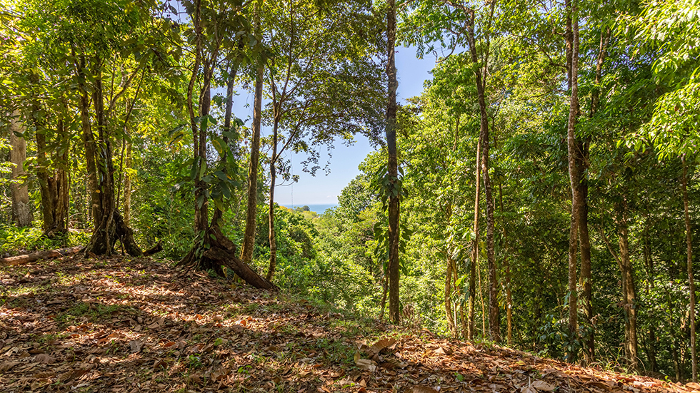 0 bed Land For Sale in Uvita, Puntarenas - thumb 30