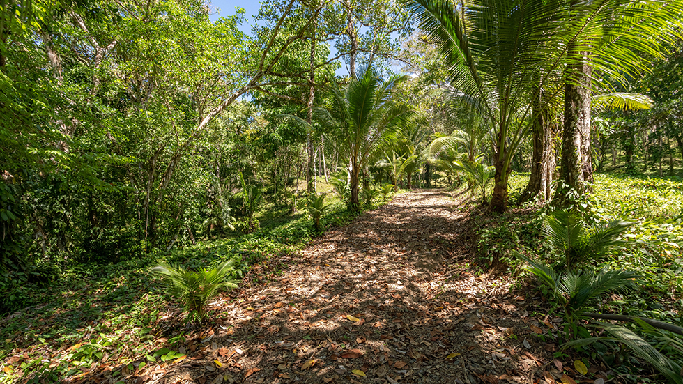 0 bed Land For Sale in Uvita, Puntarenas - thumb 18