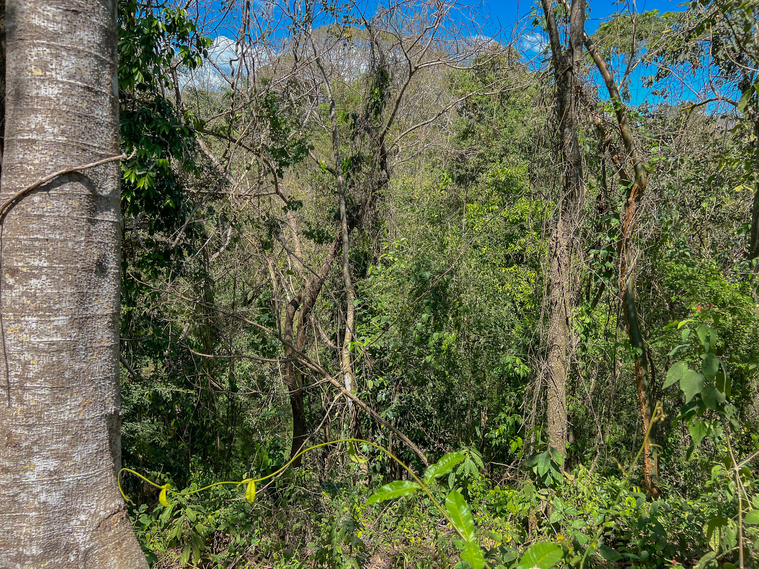 0 bed Land For Sale in Santiago, Puntarenas - thumb 7