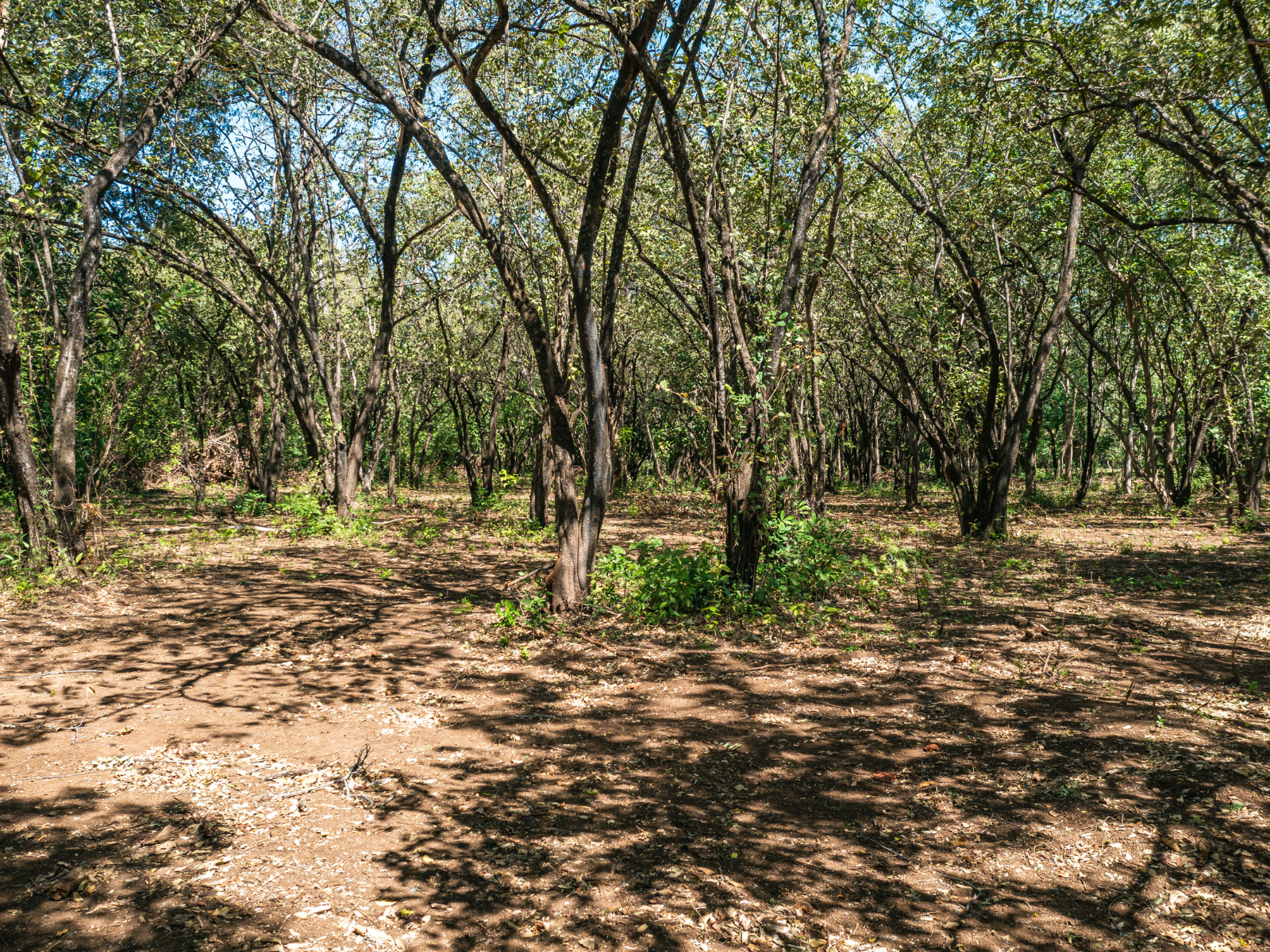 0 bed Land For Sale in Playa Negra, Guanacaste - thumb 7