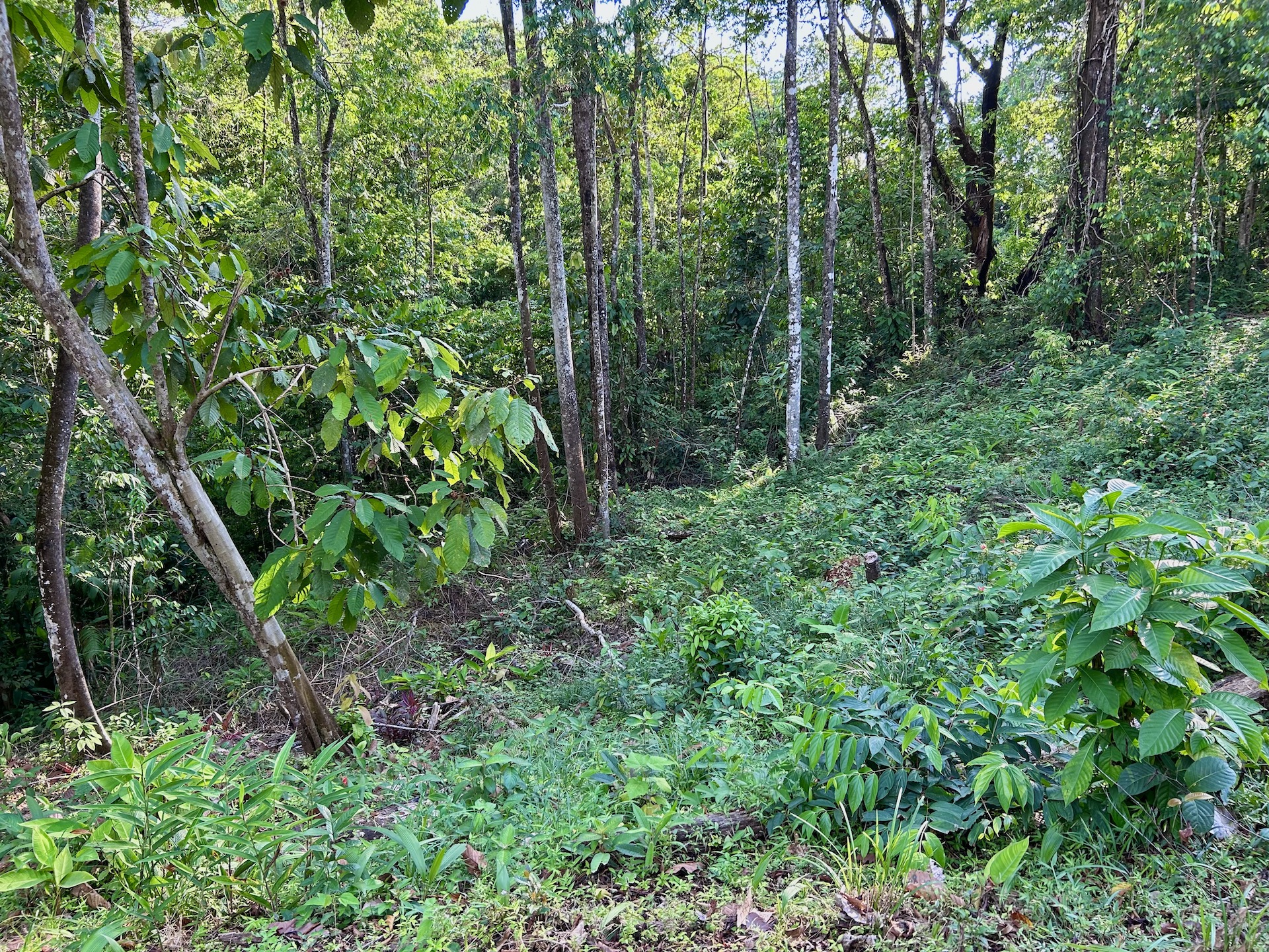 0 bed Land For Sale in Ojochal, Puntarenas - thumb 19