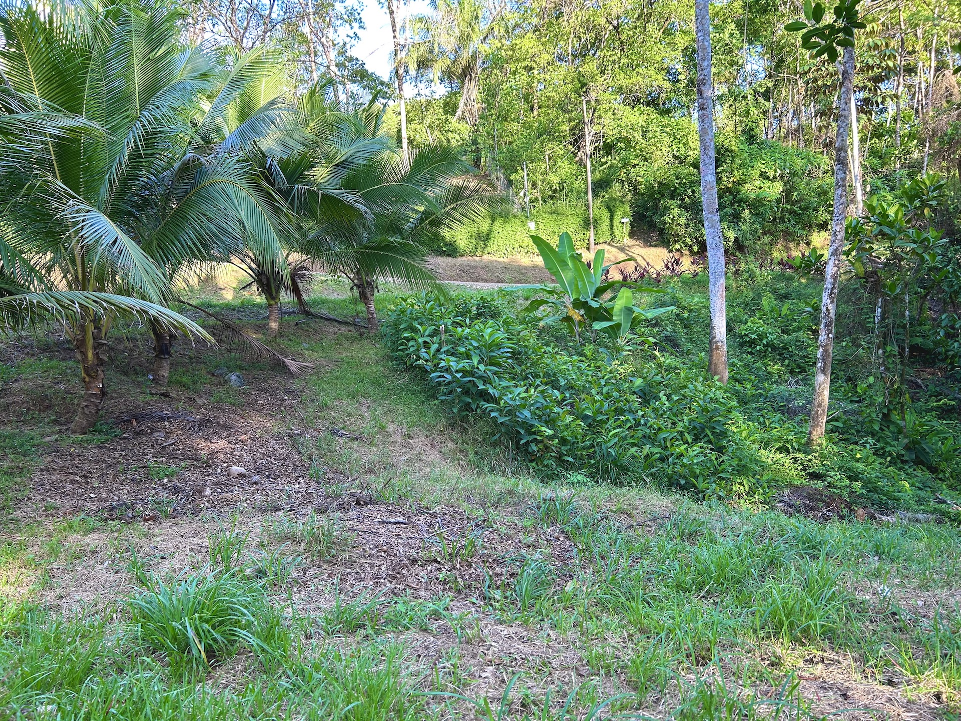 0 bed Land For Sale in Ojochal, Puntarenas - thumb 22