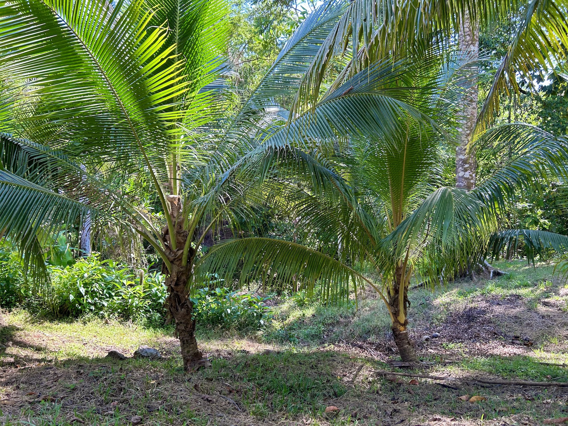 0 bed Land For Sale in Ojochal, Puntarenas - thumb 10