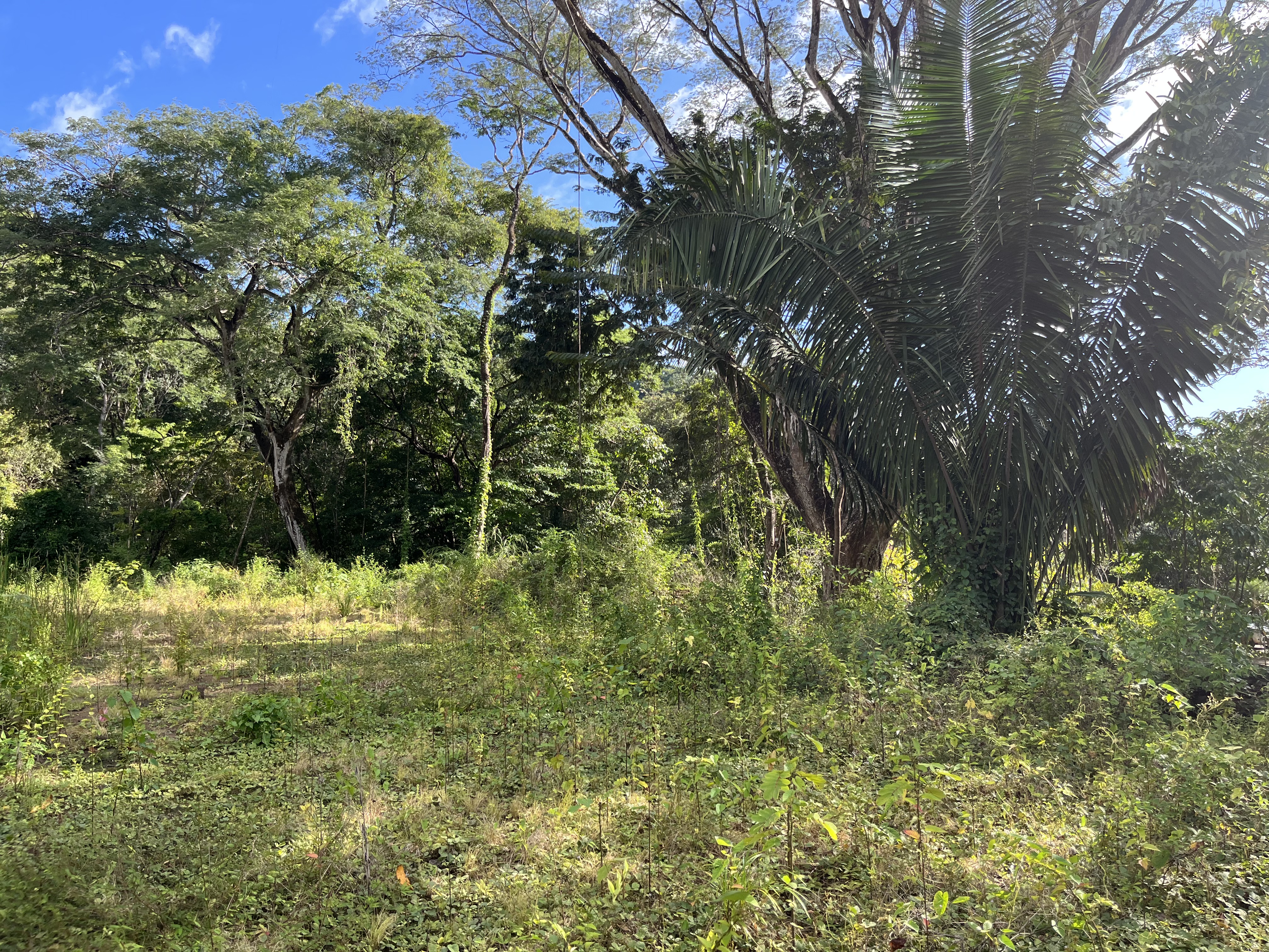 0 bed Land For Sale in Samara, Guanacaste - thumb 6