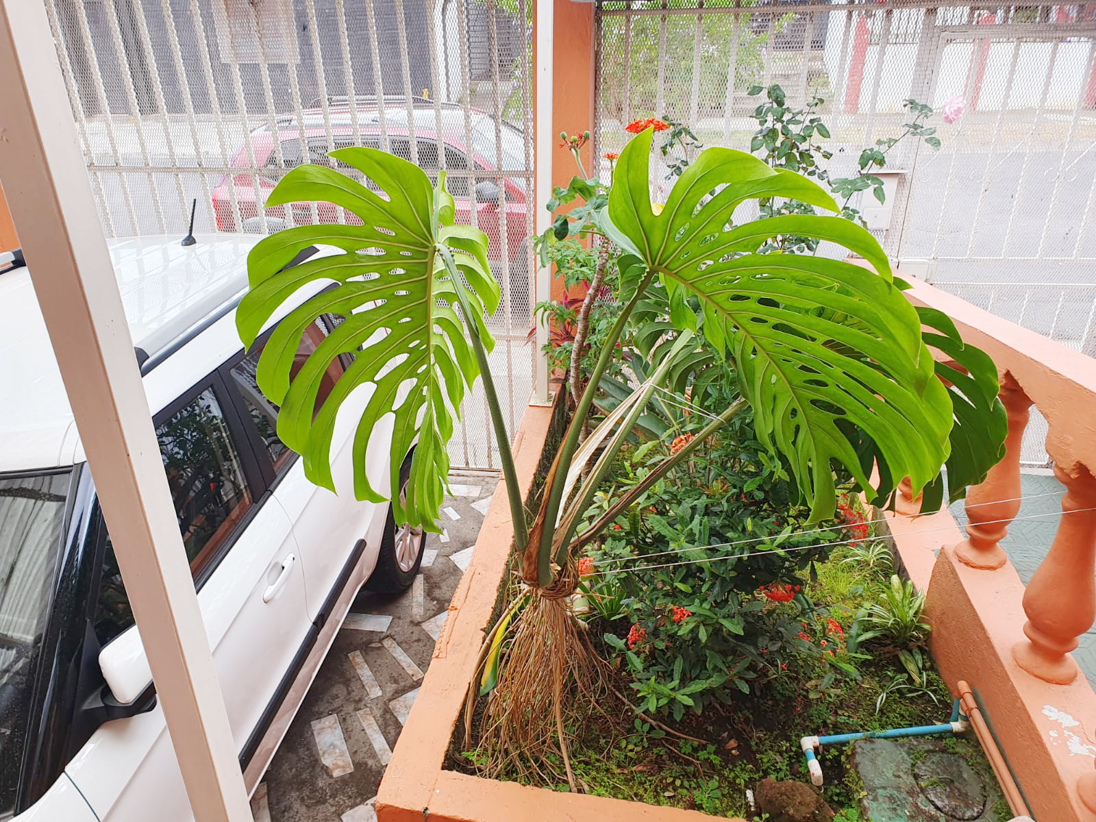 3 bed Single Family Homes For Sale in Dos Rios, San Jose - thumb 11